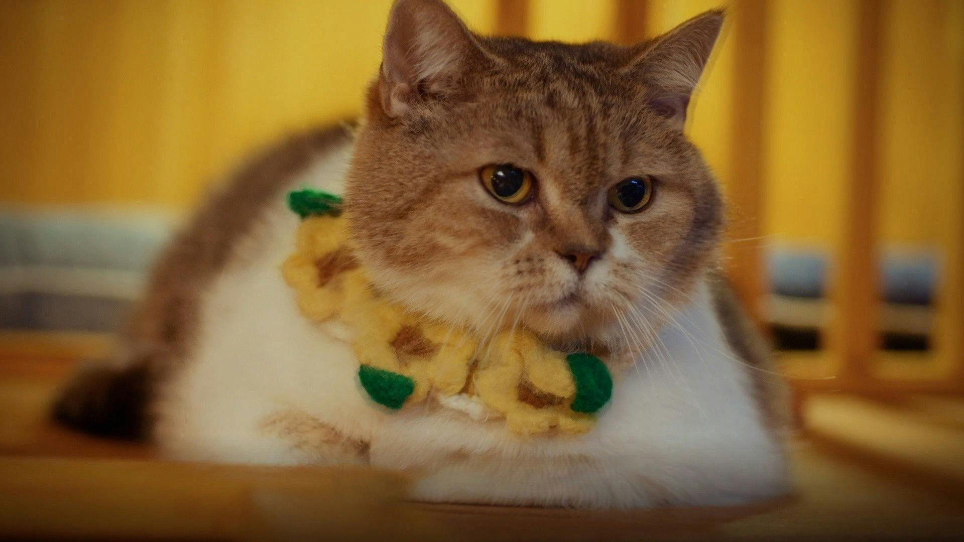 Cat for Cash backdrop