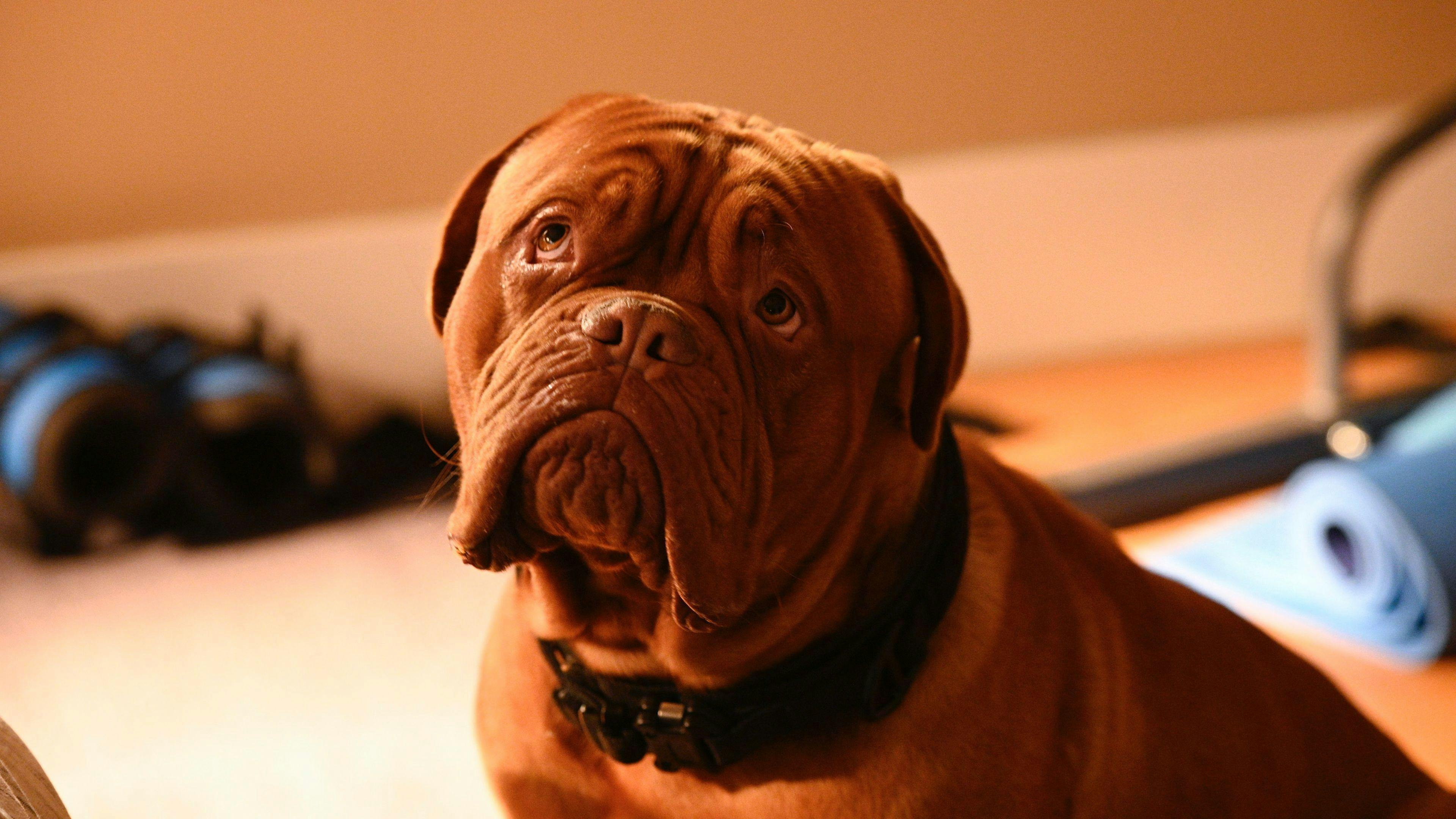 Turner e Hooch - episódio 1x2