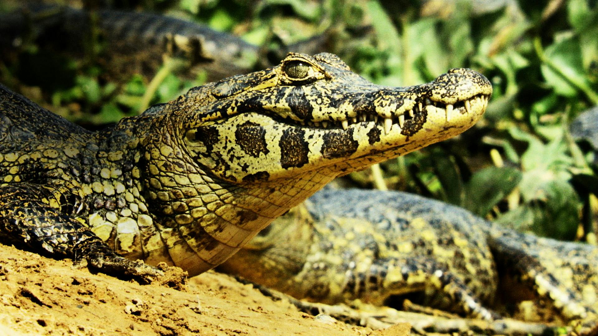 Argentina Selvagem backdrop