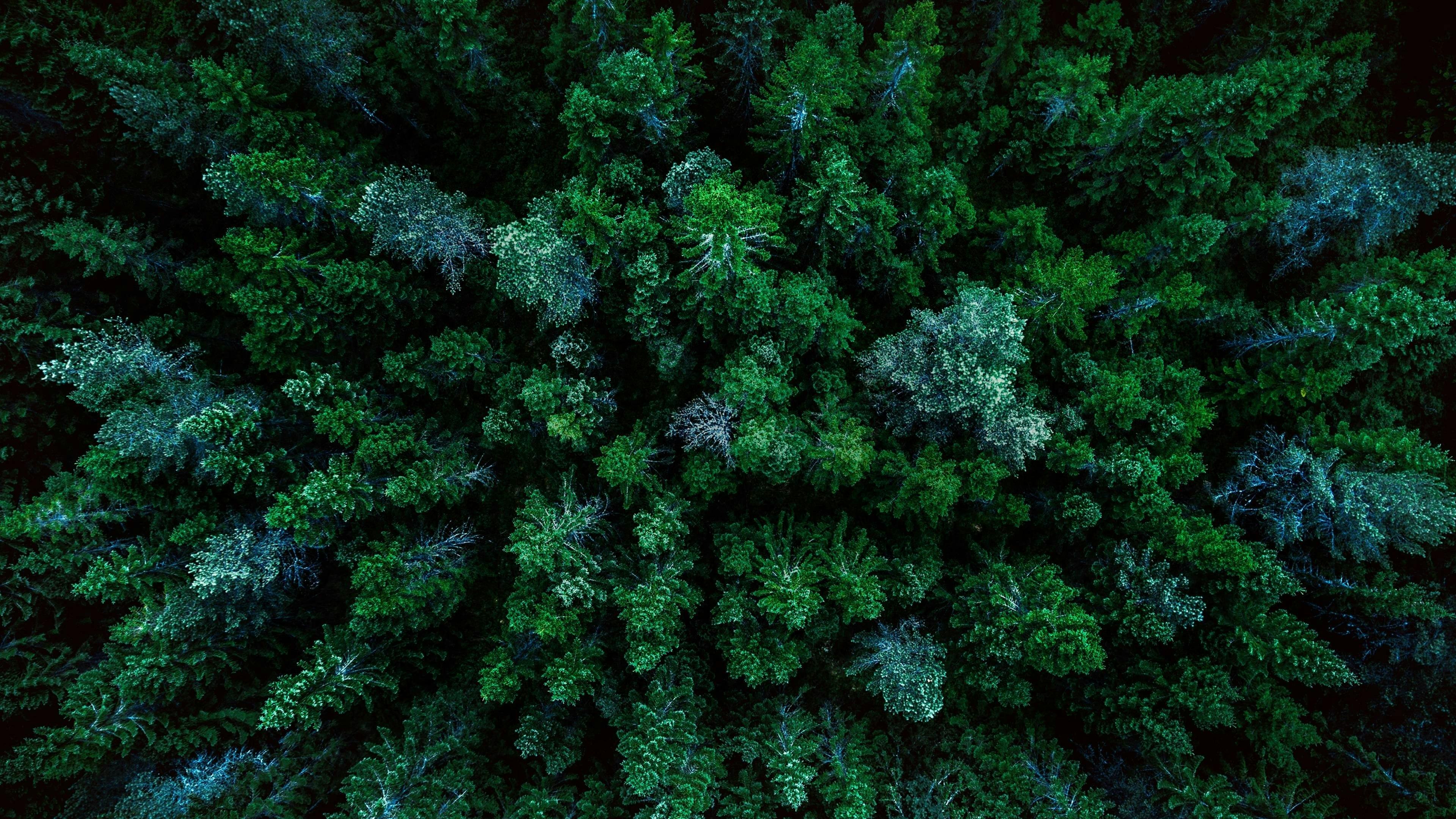 backdrop