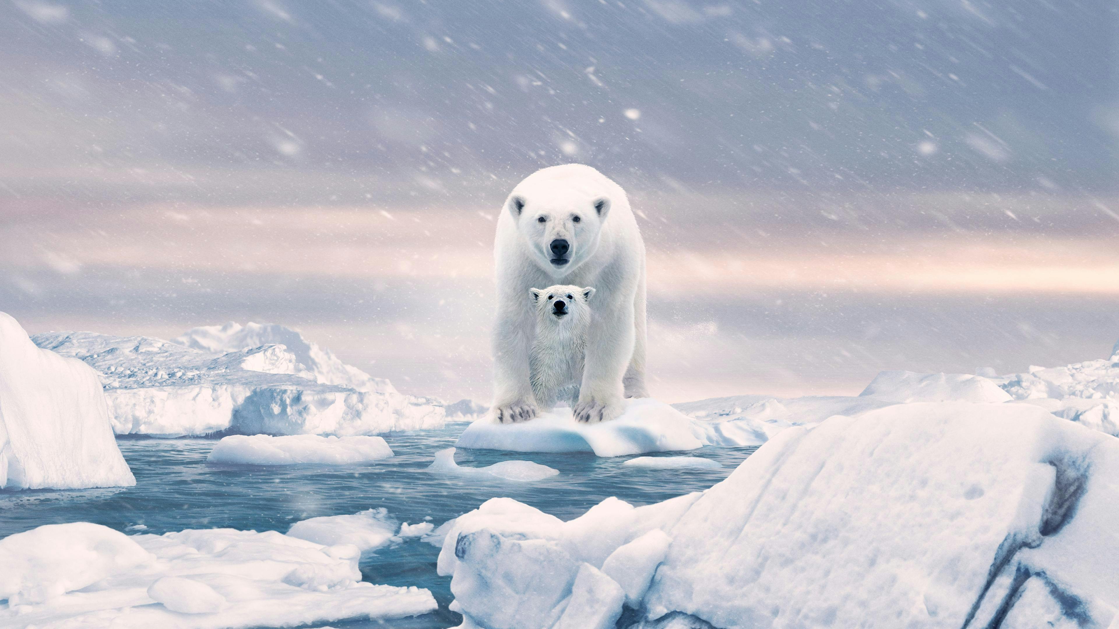 A Ursa Polar backdrop