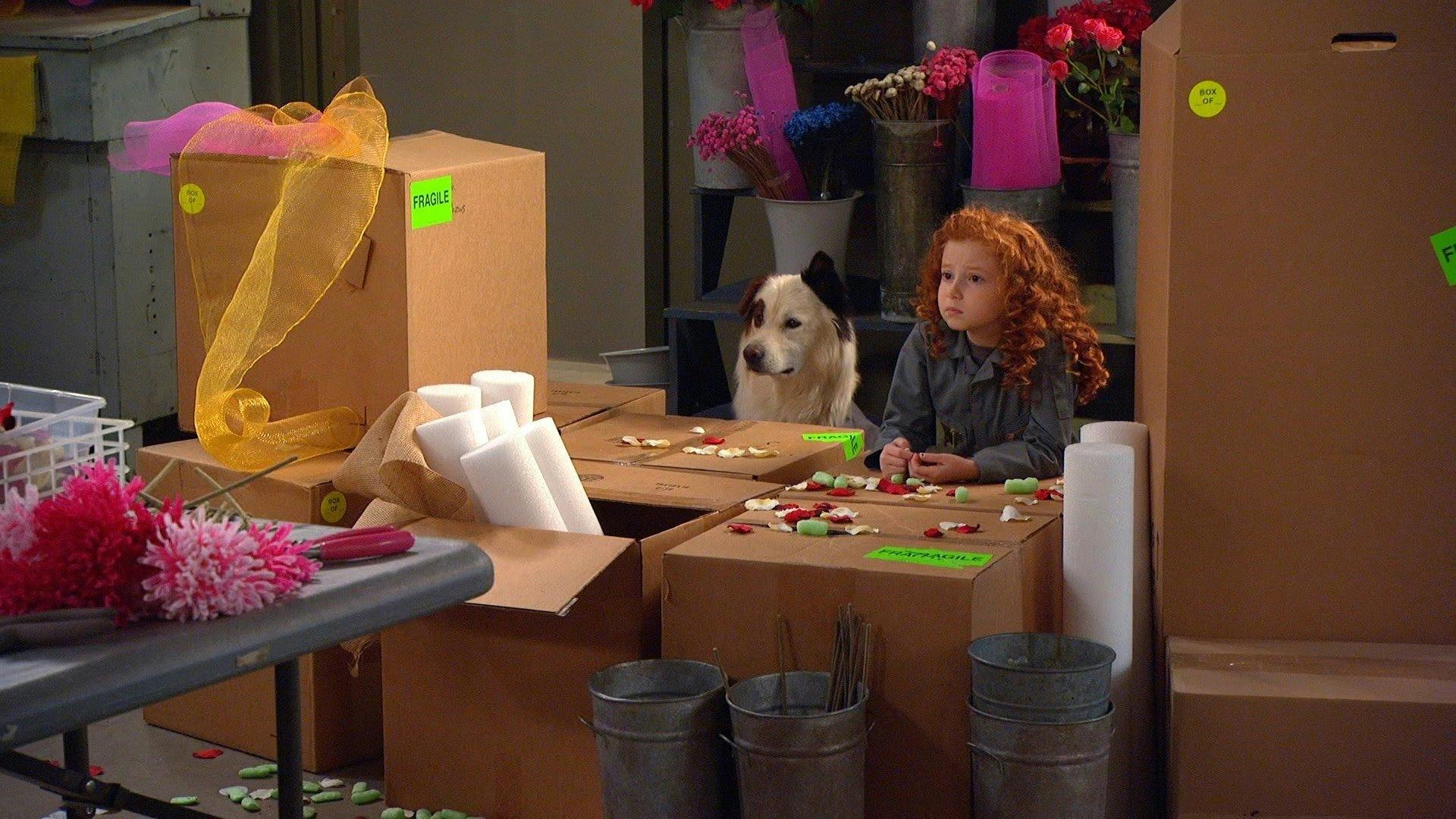 Stan, o Cão Blogueiro backdrop