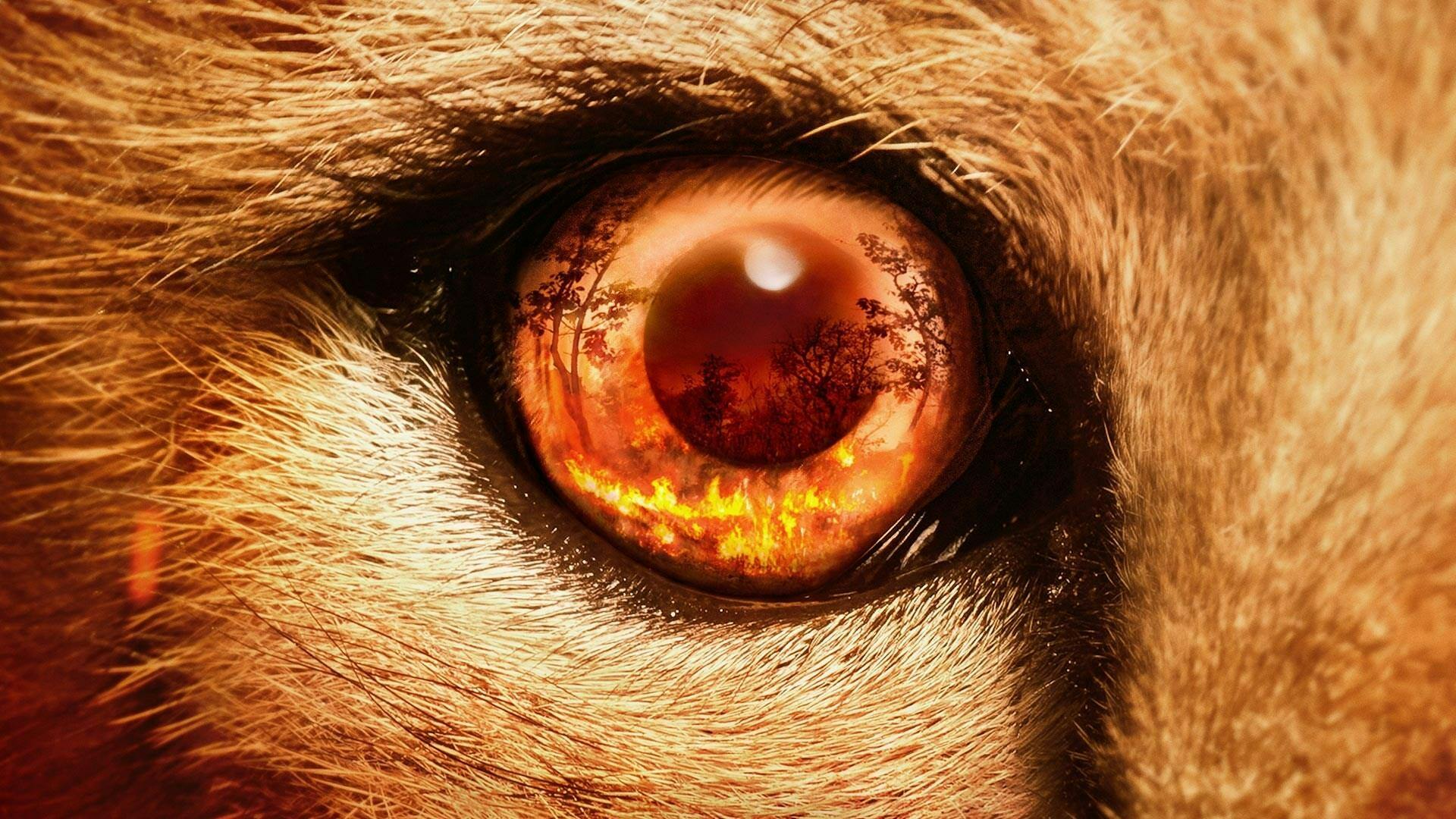 Predadores do Mundo Animal - episódio 1x1