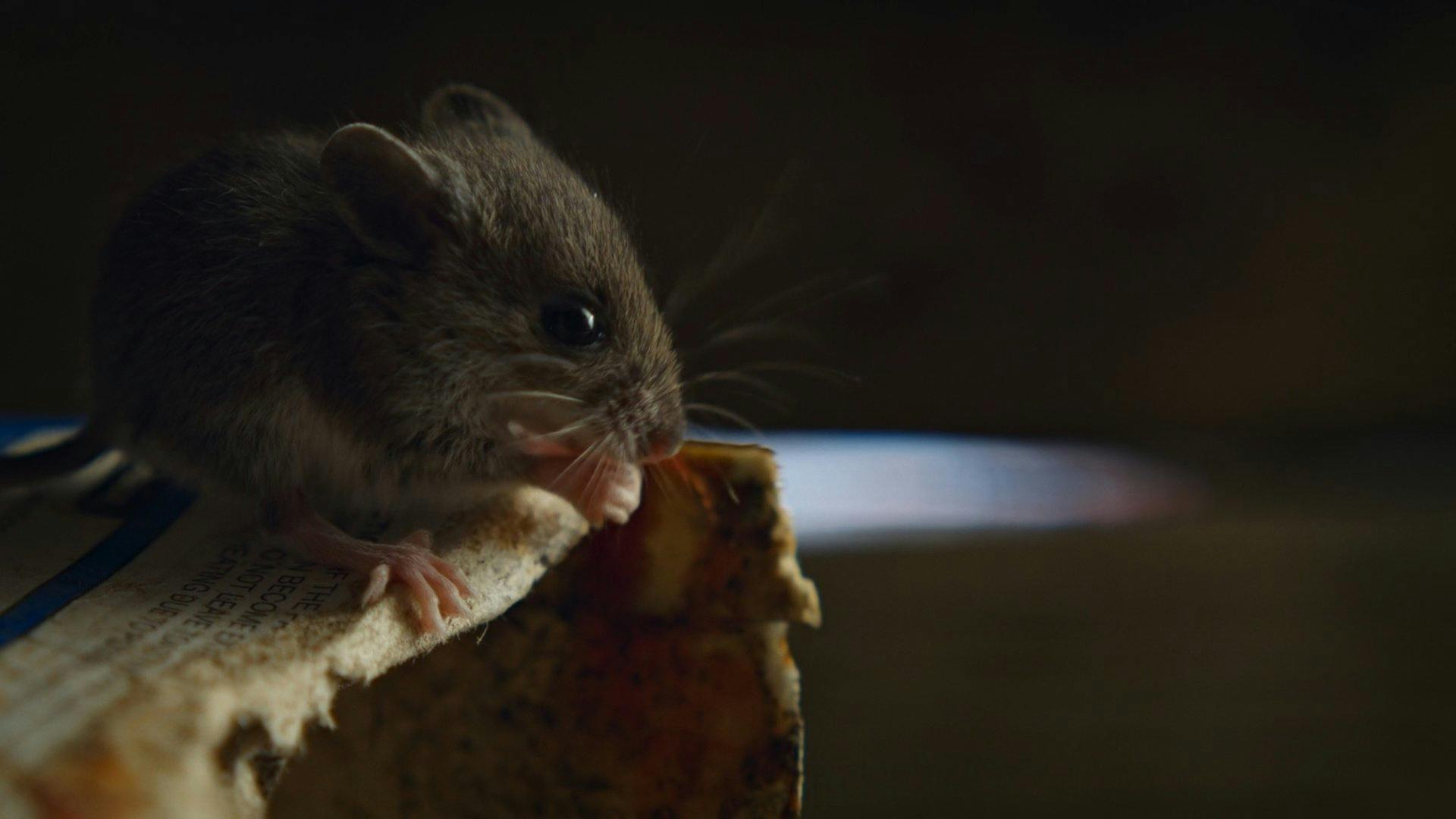 Pesadelos da Natureza backdrop