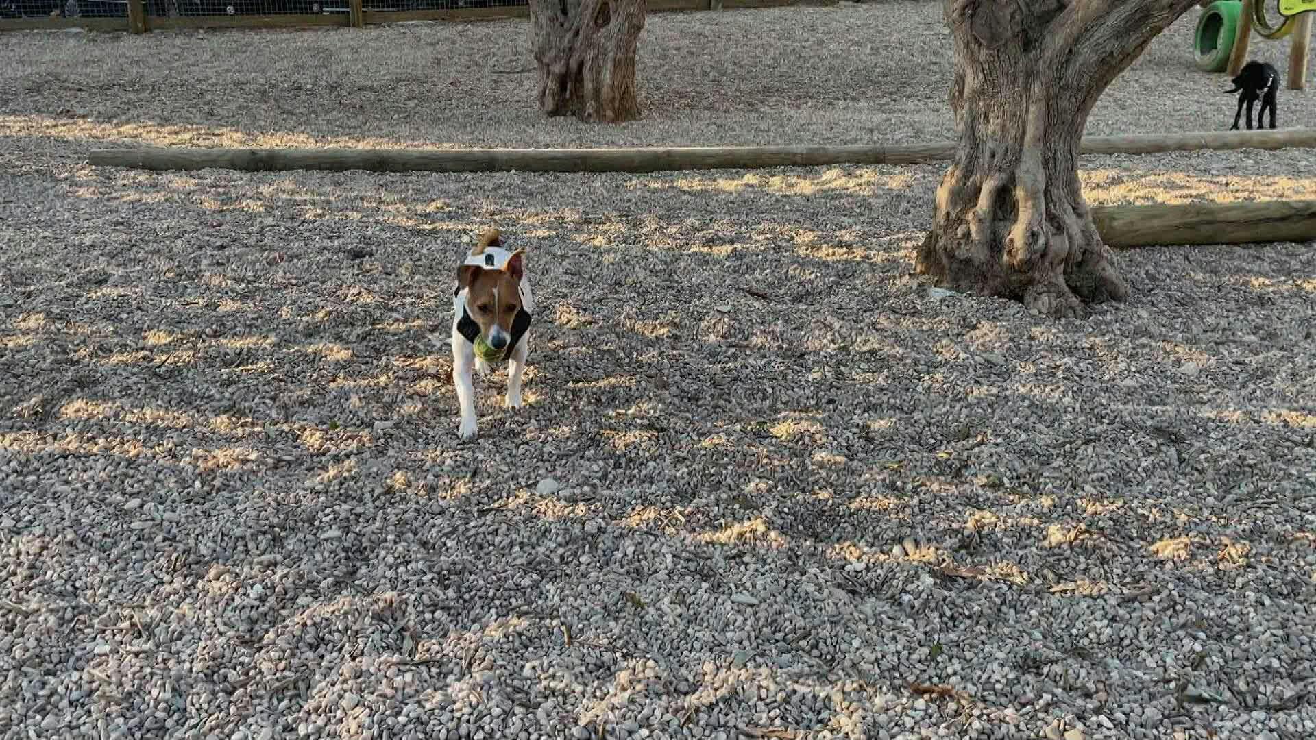 Guerra Entre Vizinhos backdrop