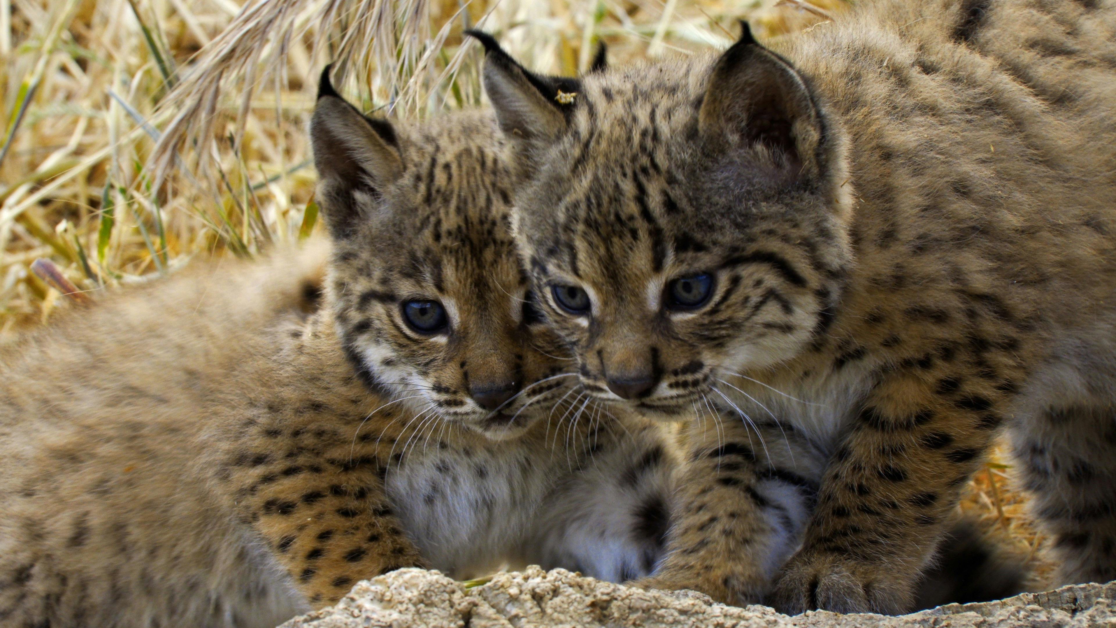 Selvagens por Natureza backdrop