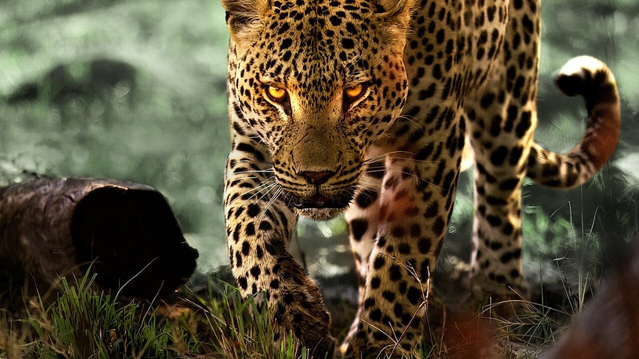 A Vida dos Leopardos backdrop