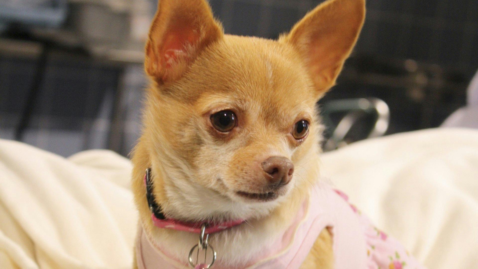 Chihuaha: O Filme backdrop