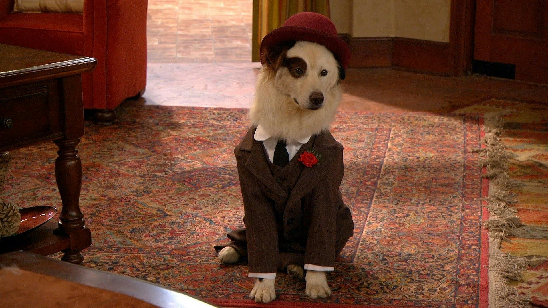 Stan, o Cão Blogueiro backdrop