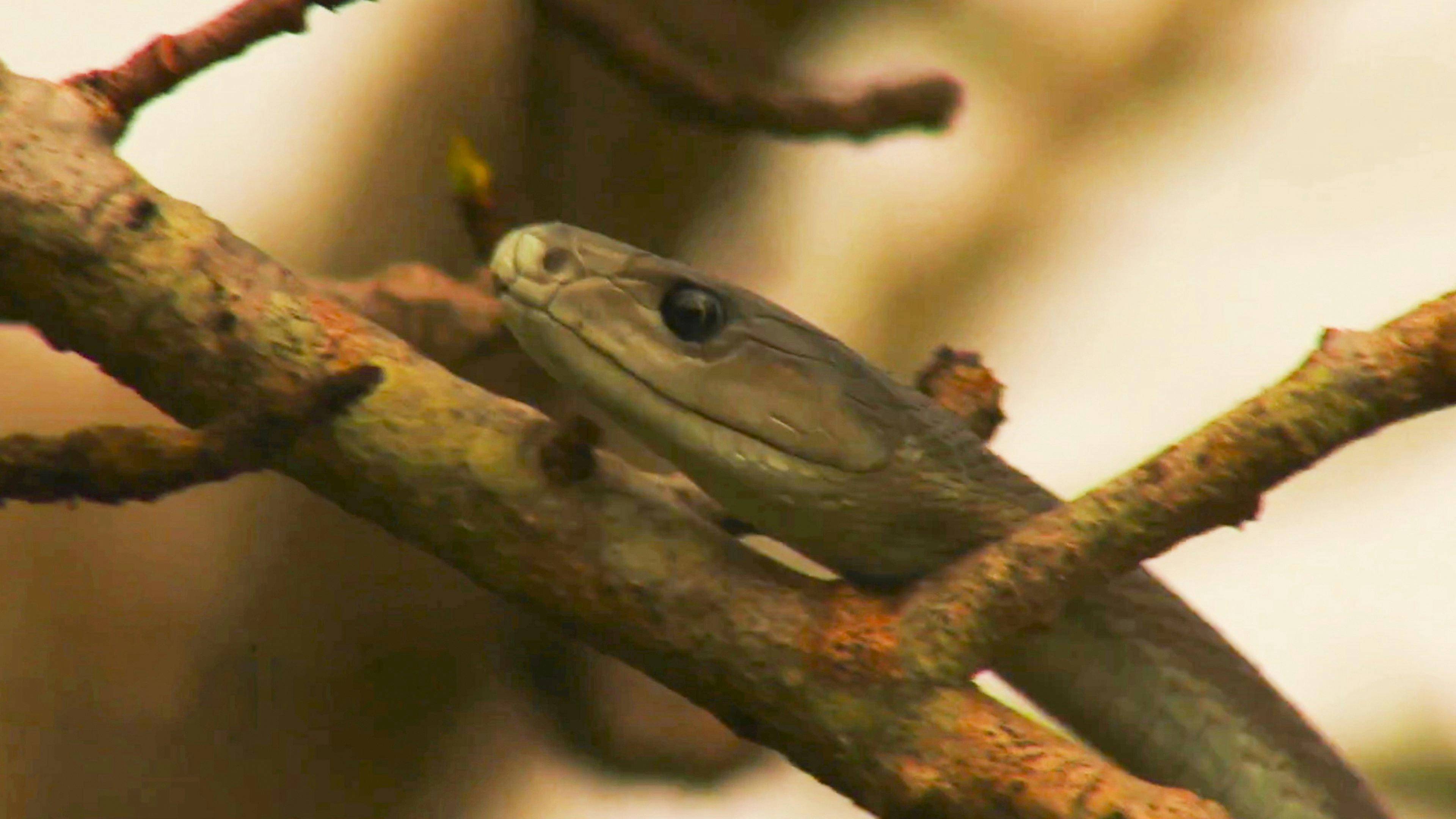 Largados e Pelados: A Competição - episódio 1x3
