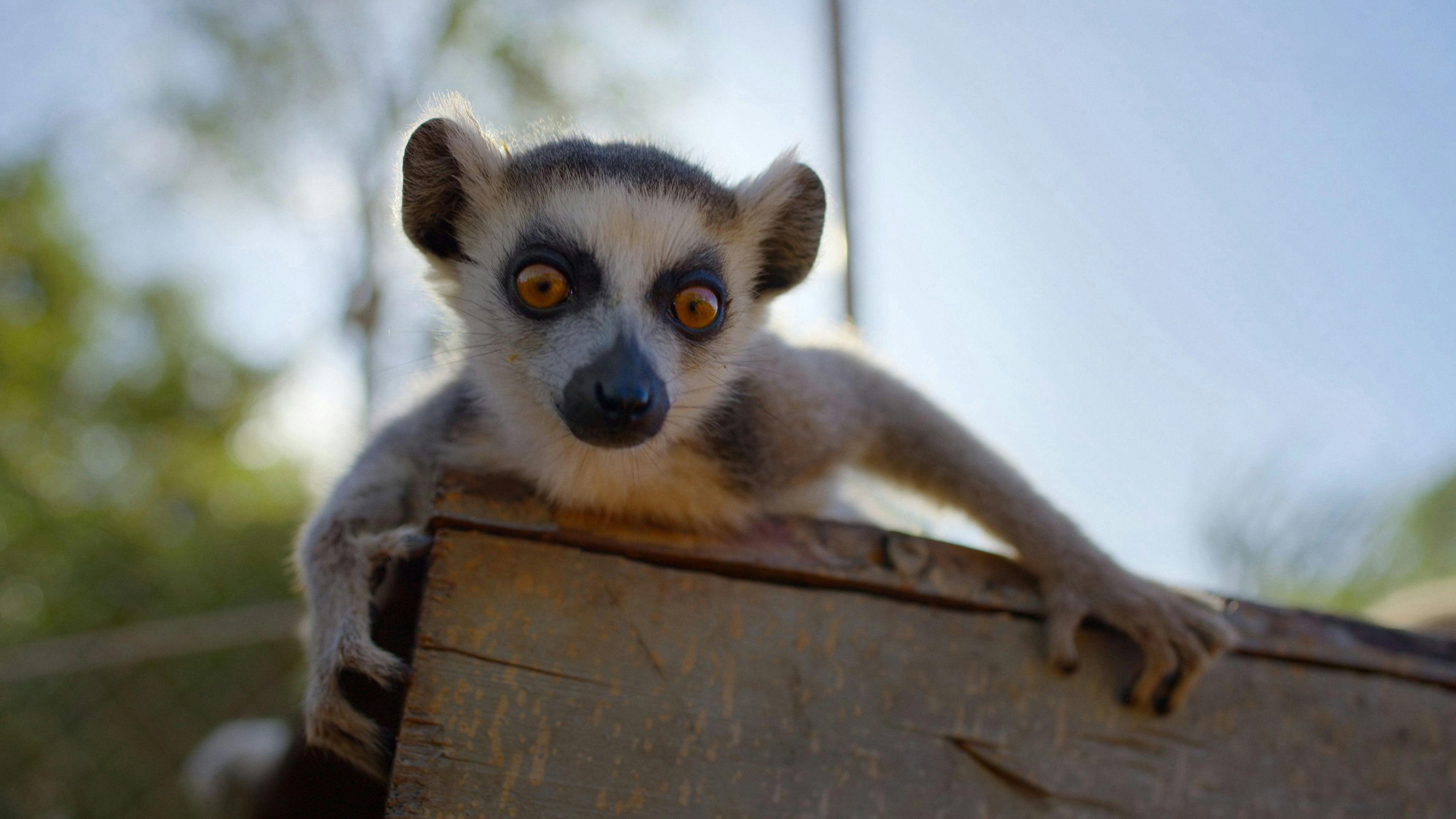 Selvagens por Natureza backdrop