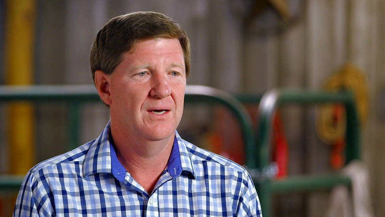 Pig Royalty backdrop