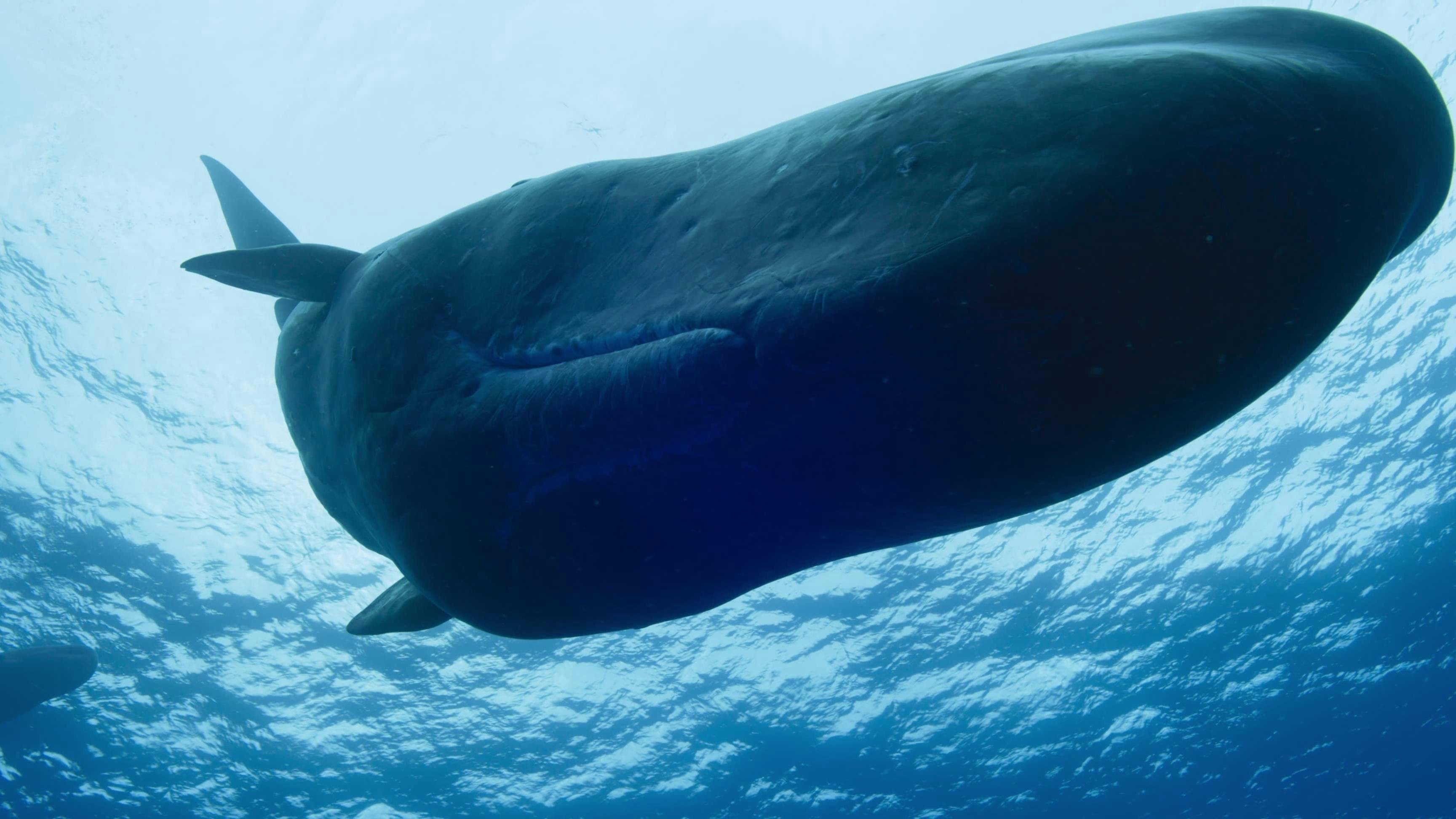 OceanXplorers - episódio 1x2