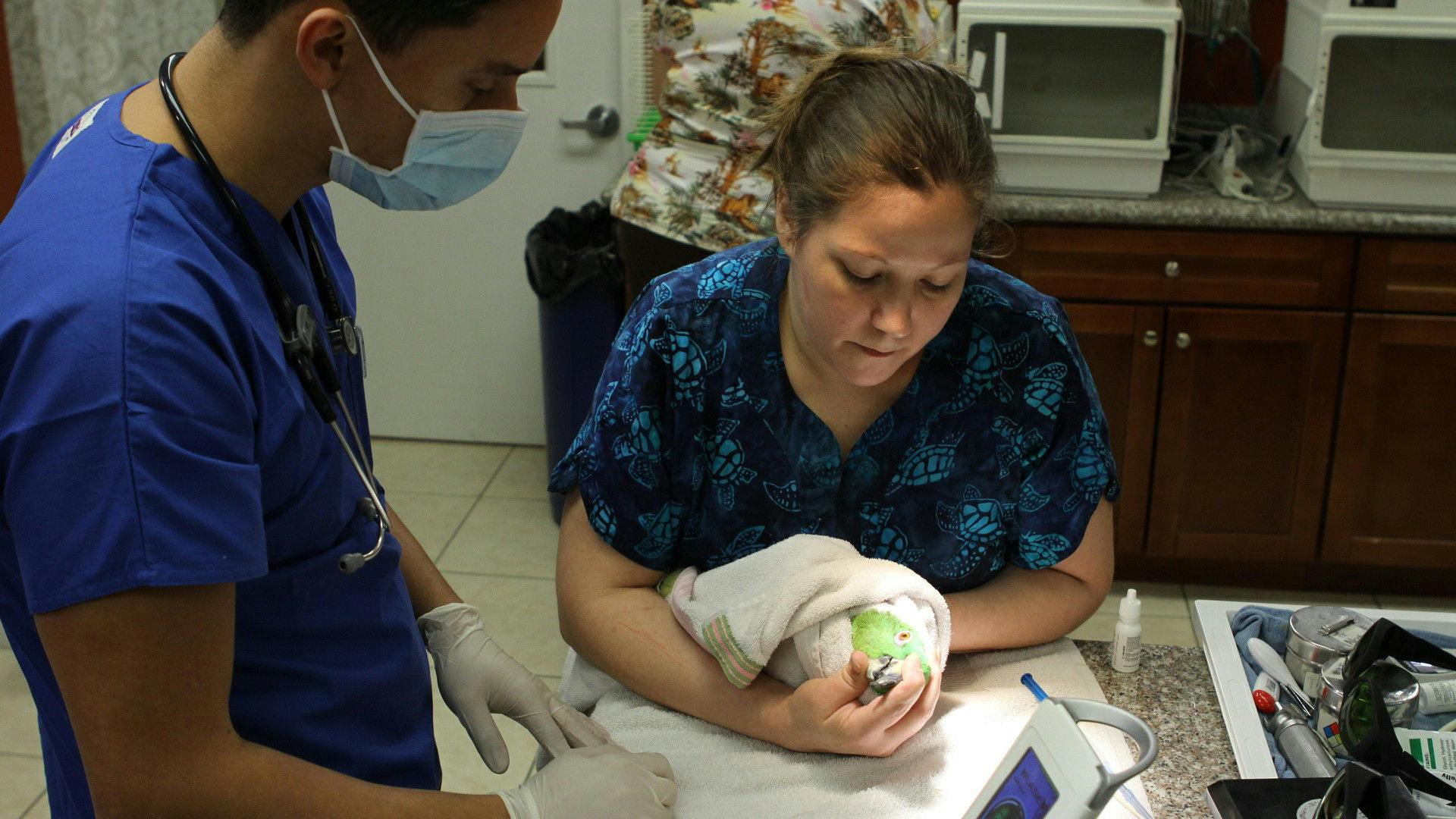 Dra K: Animais Exóticos - episódio 1x1