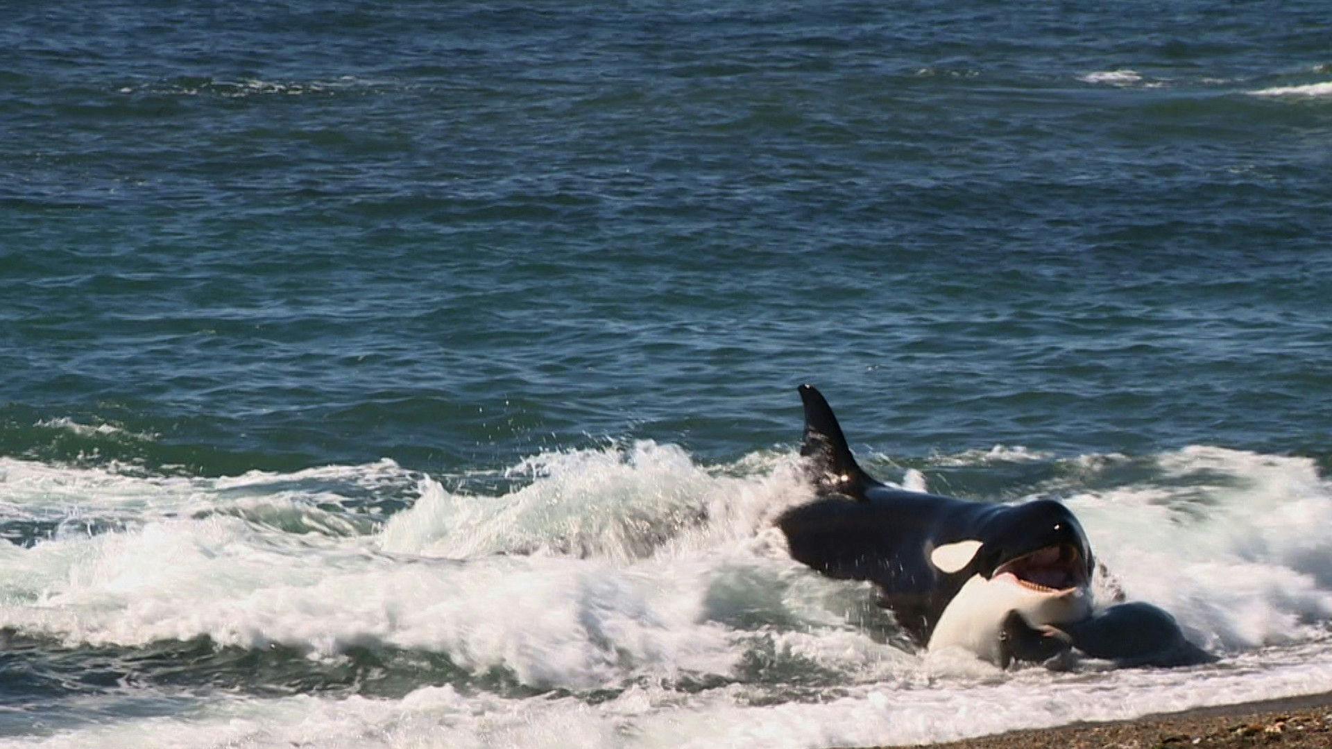 Argentina Selvagem backdrop