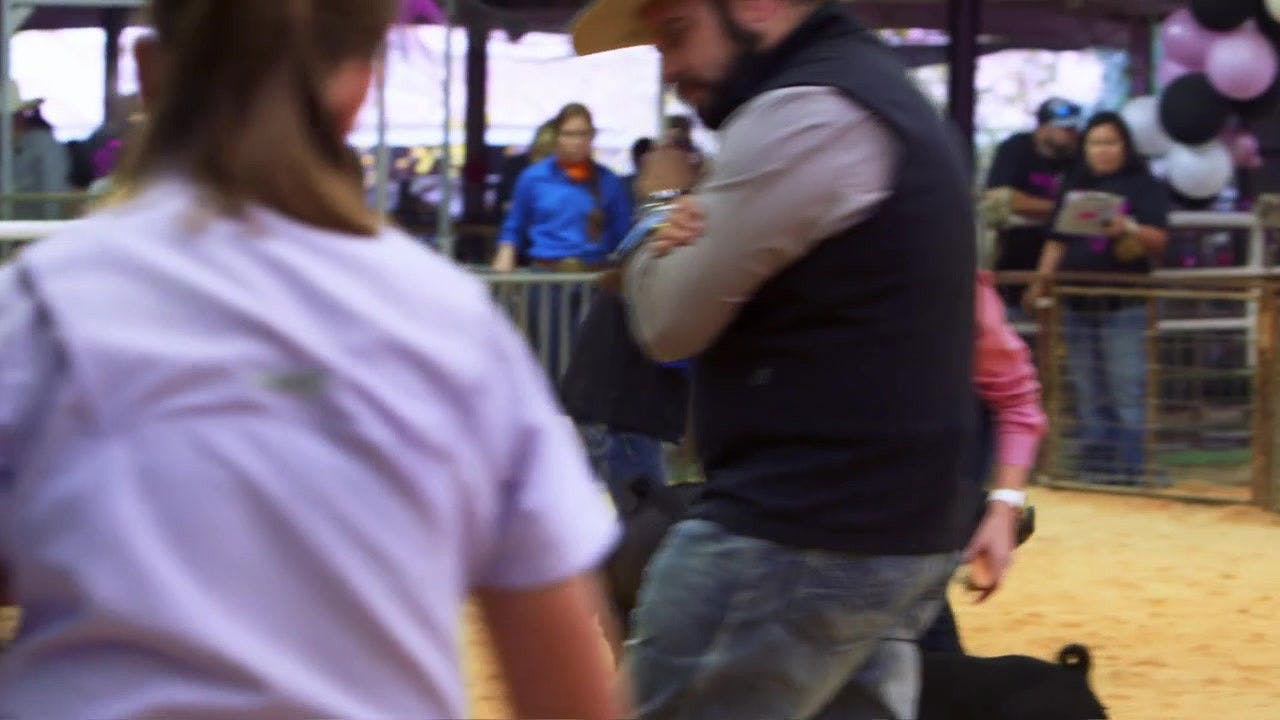 Pig Royalty backdrop