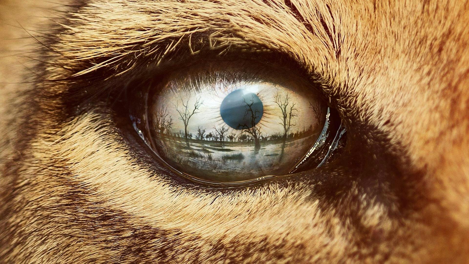 Predadores do Mundo Animal - episódio 1x3