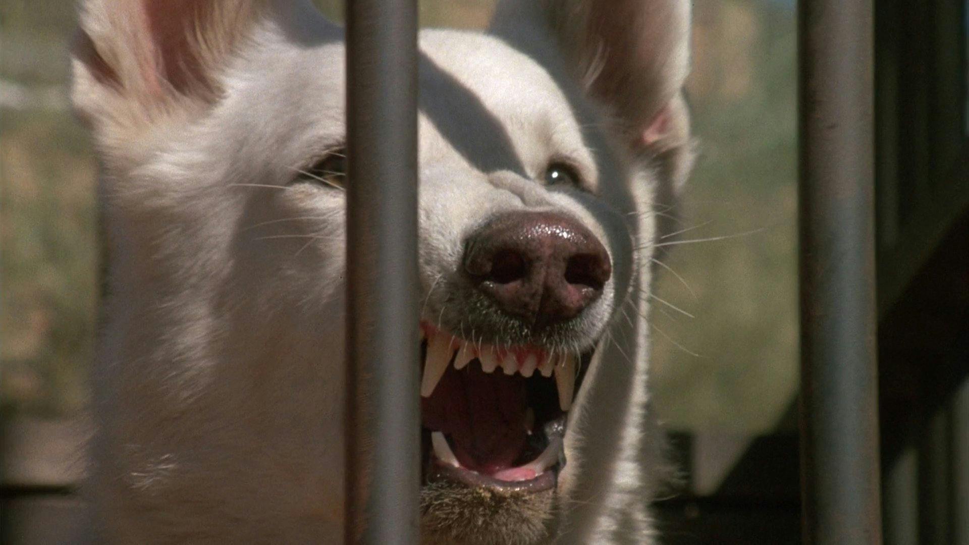 Cão Branco backdrop