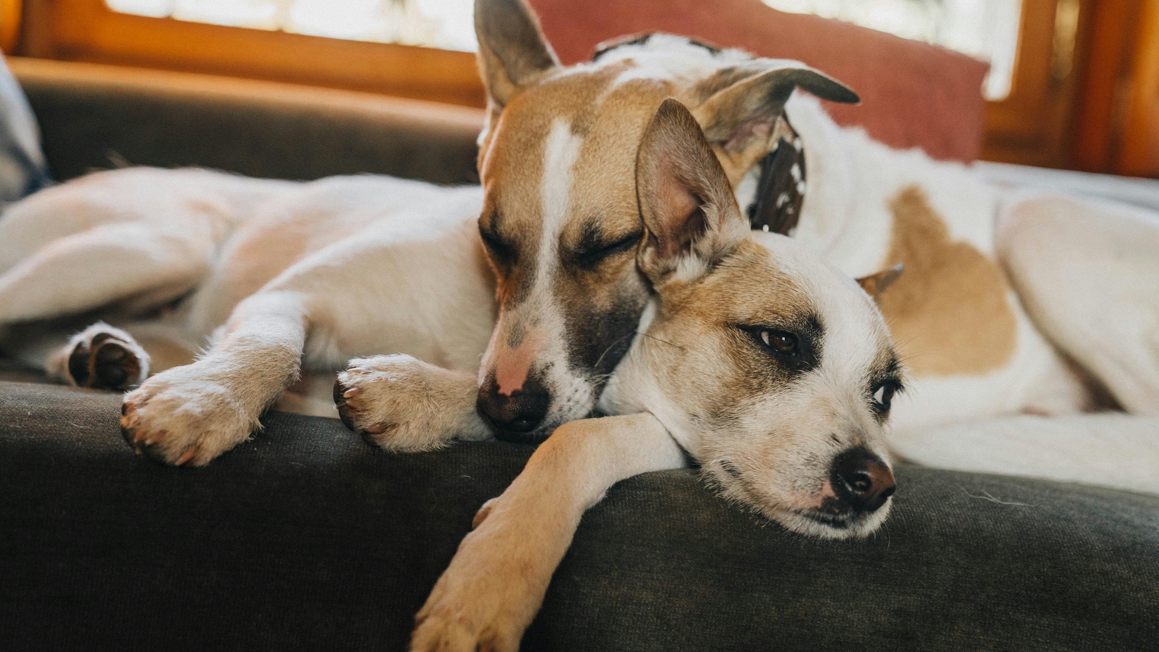 Gump 2 - Aventura em Dobro backdrop