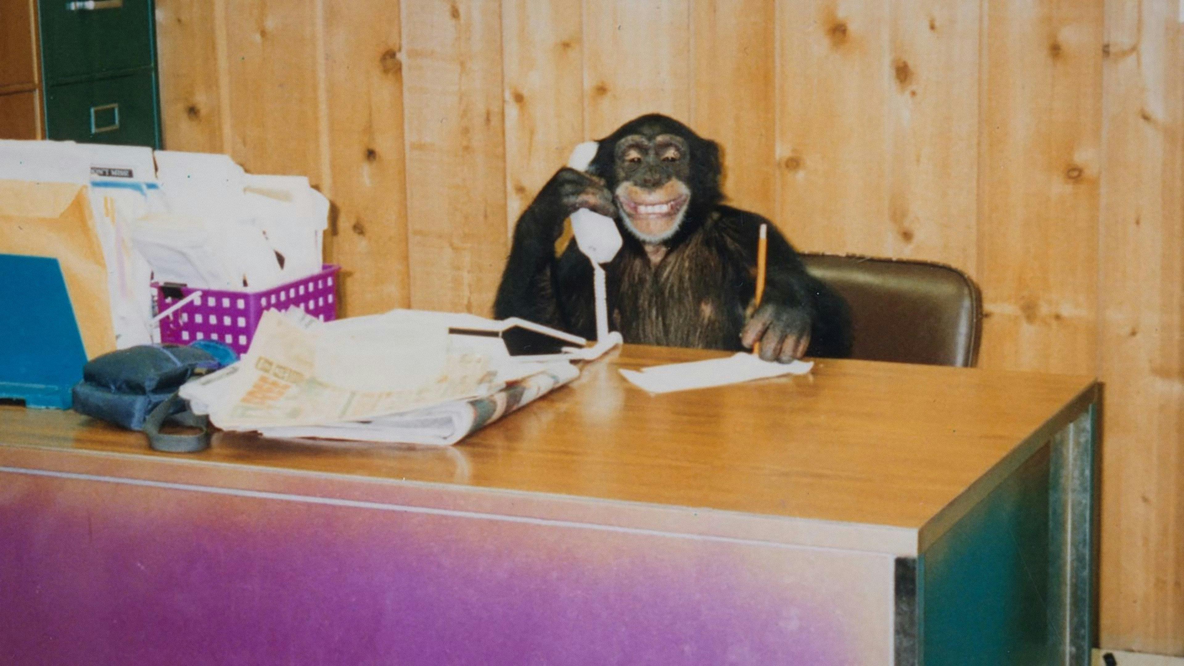 Chimp Crazy - episódio 1x2