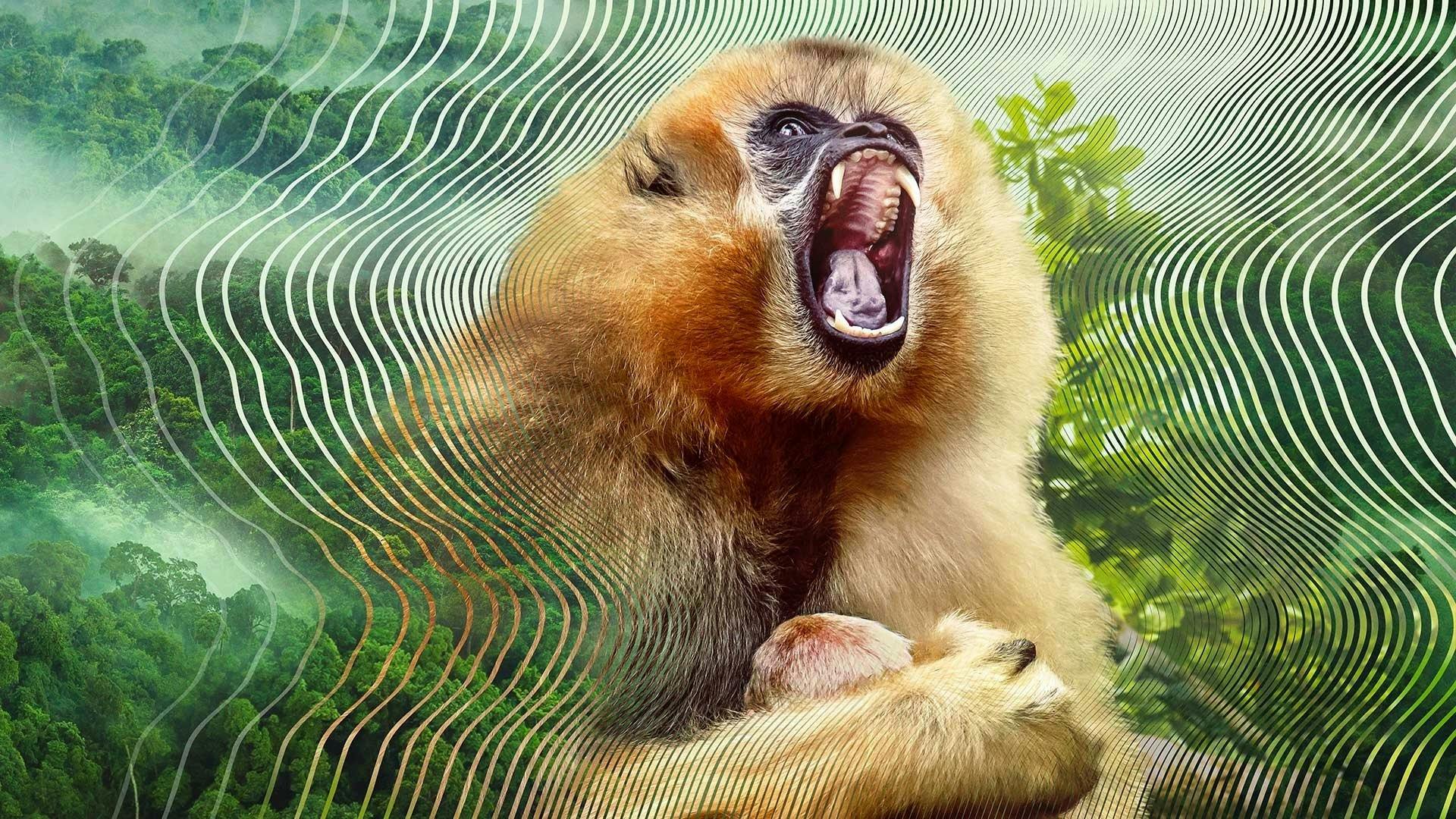 O Misterioso Mundo dos Sons com David Attenborough - episódio 1x2