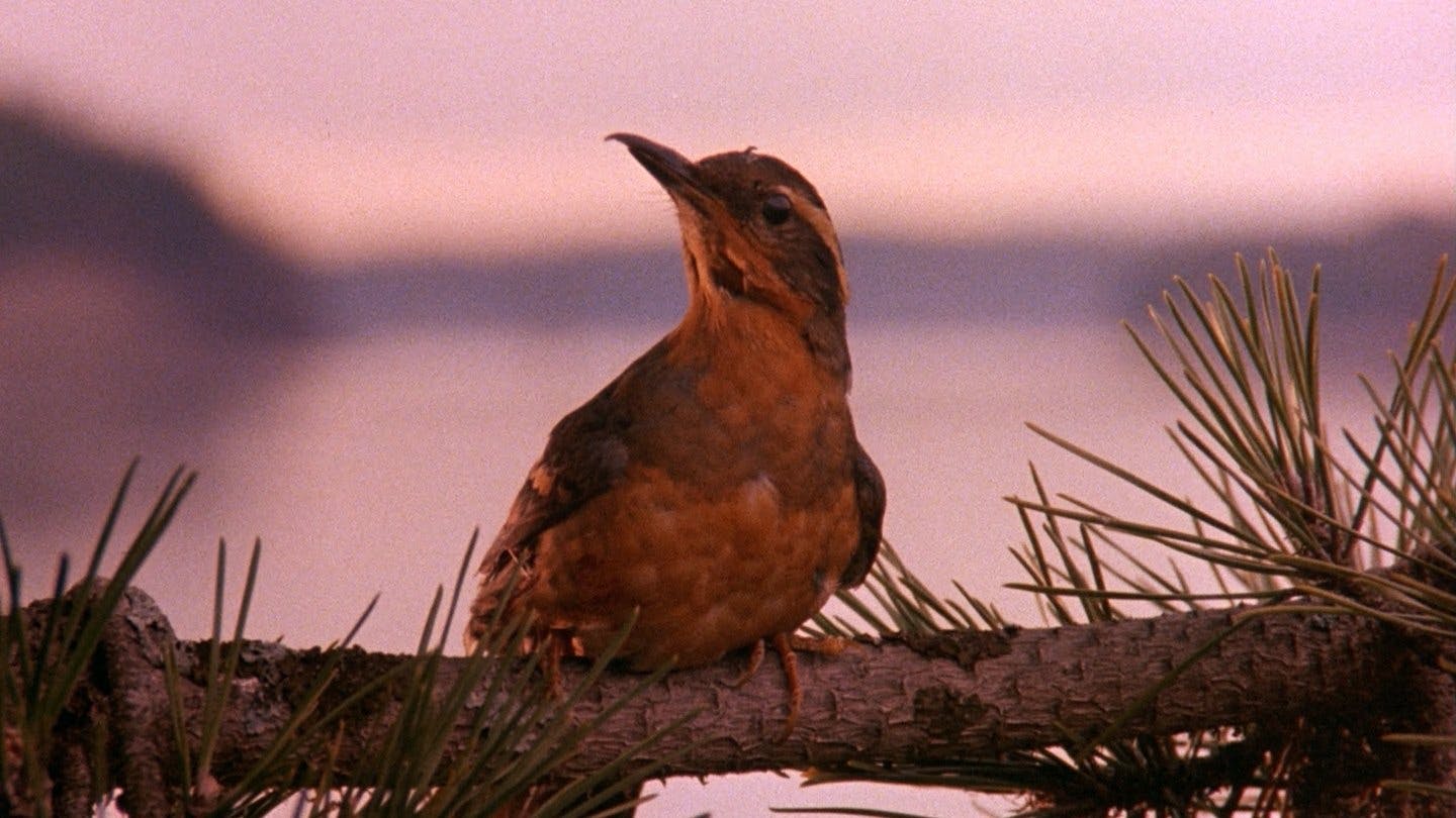 Twin Peaks - episódio 1x1