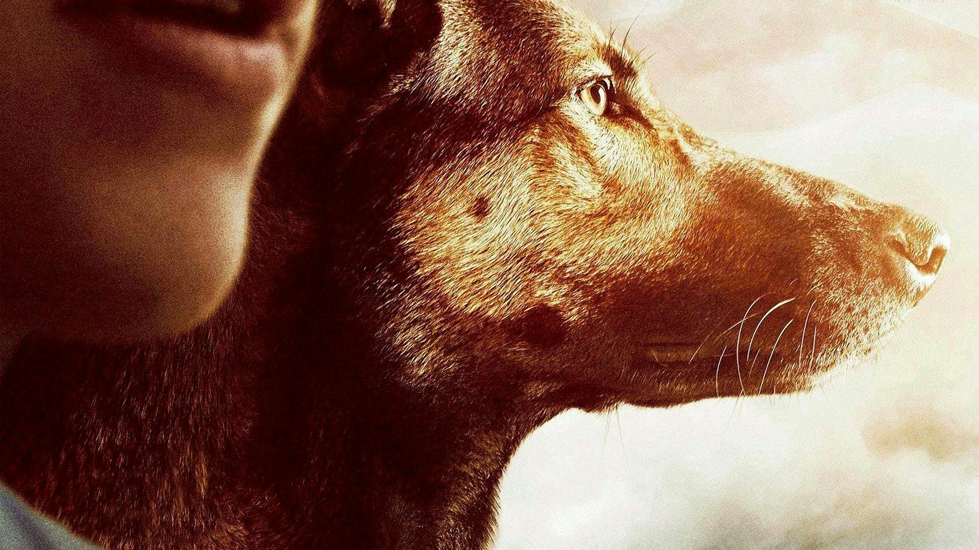 Max: O Cão Herói backdrop
