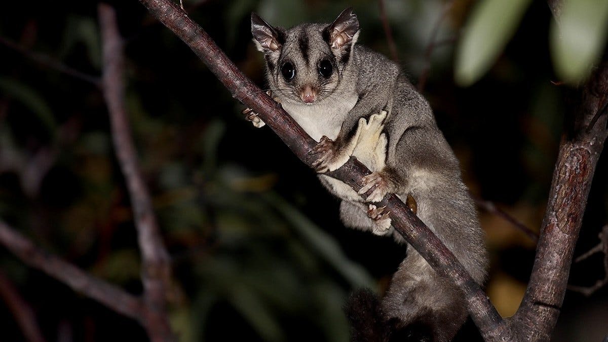 Pequenos Gigantes da Natureza - episódio 1x7