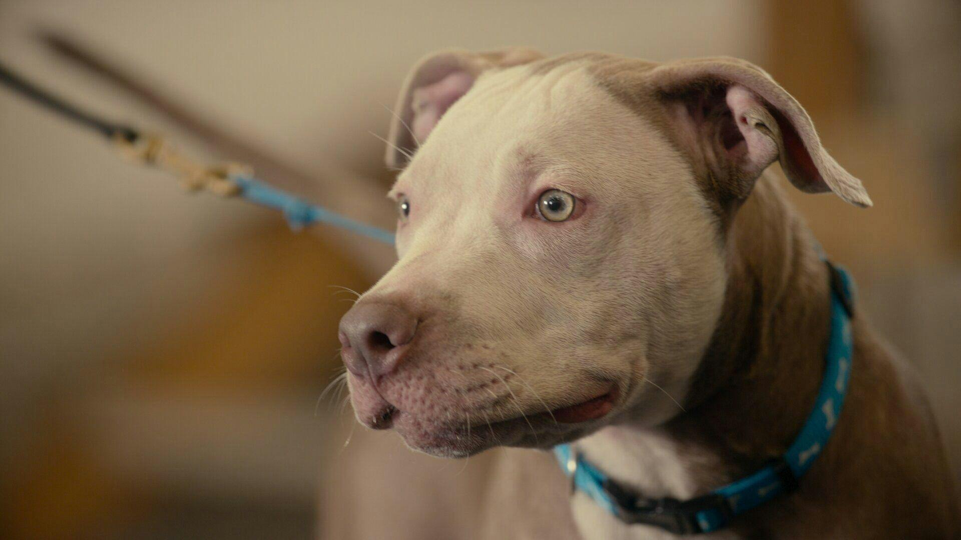 Intervenção Canina - episódio 1x5