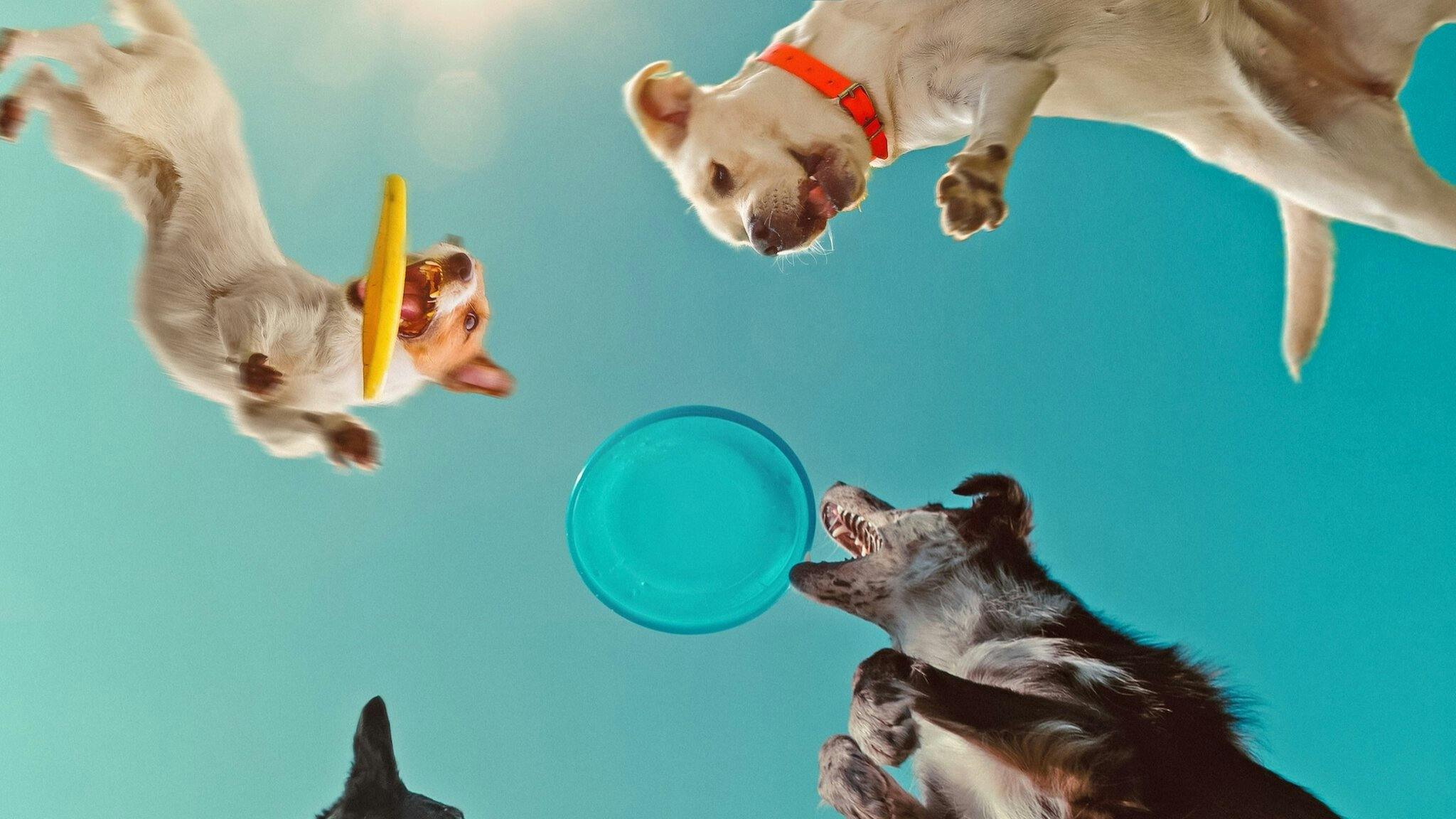 Dentro da Mente de um Cachorro backdrop