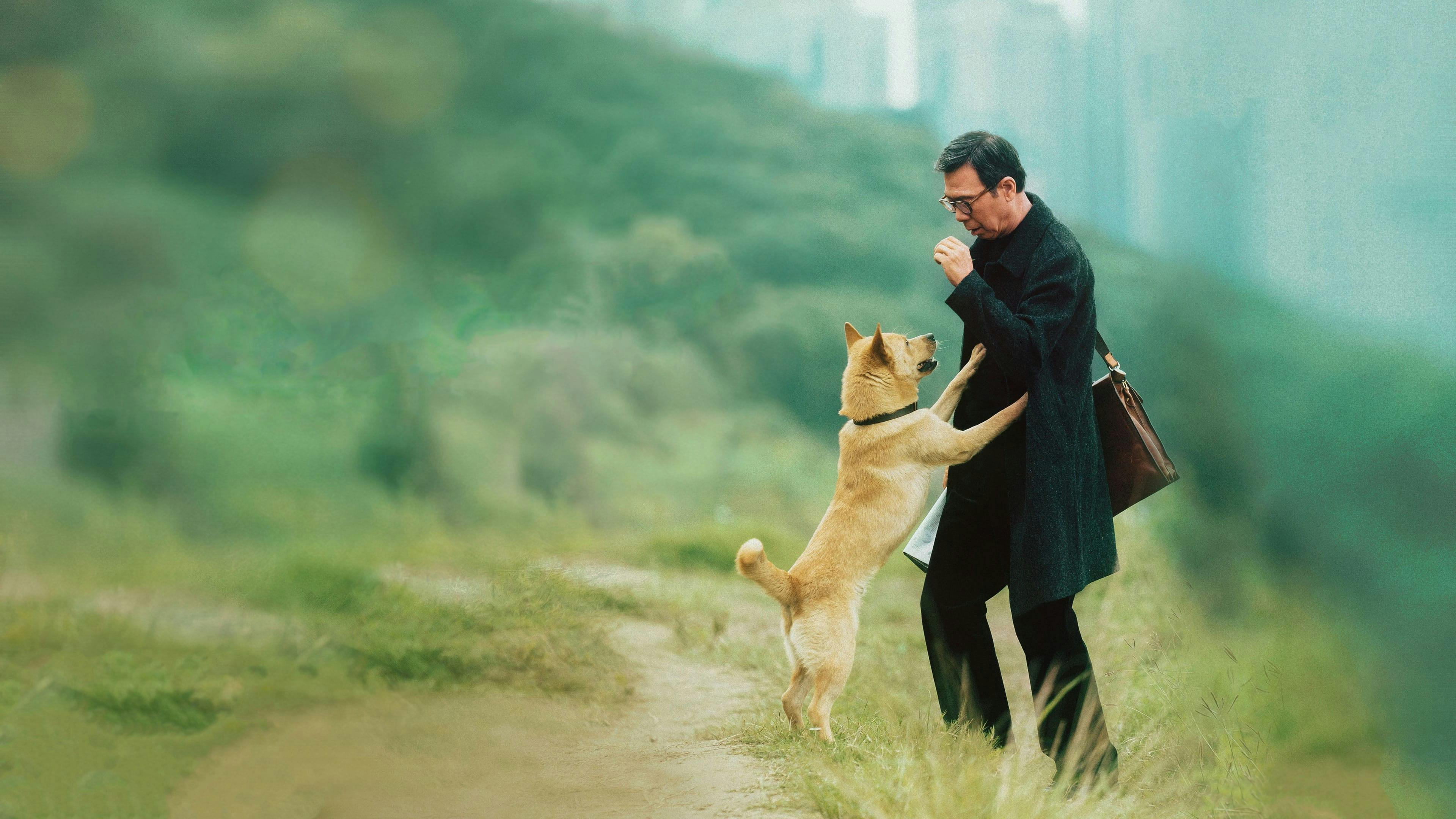 Hachiko Para Sempre backdrop