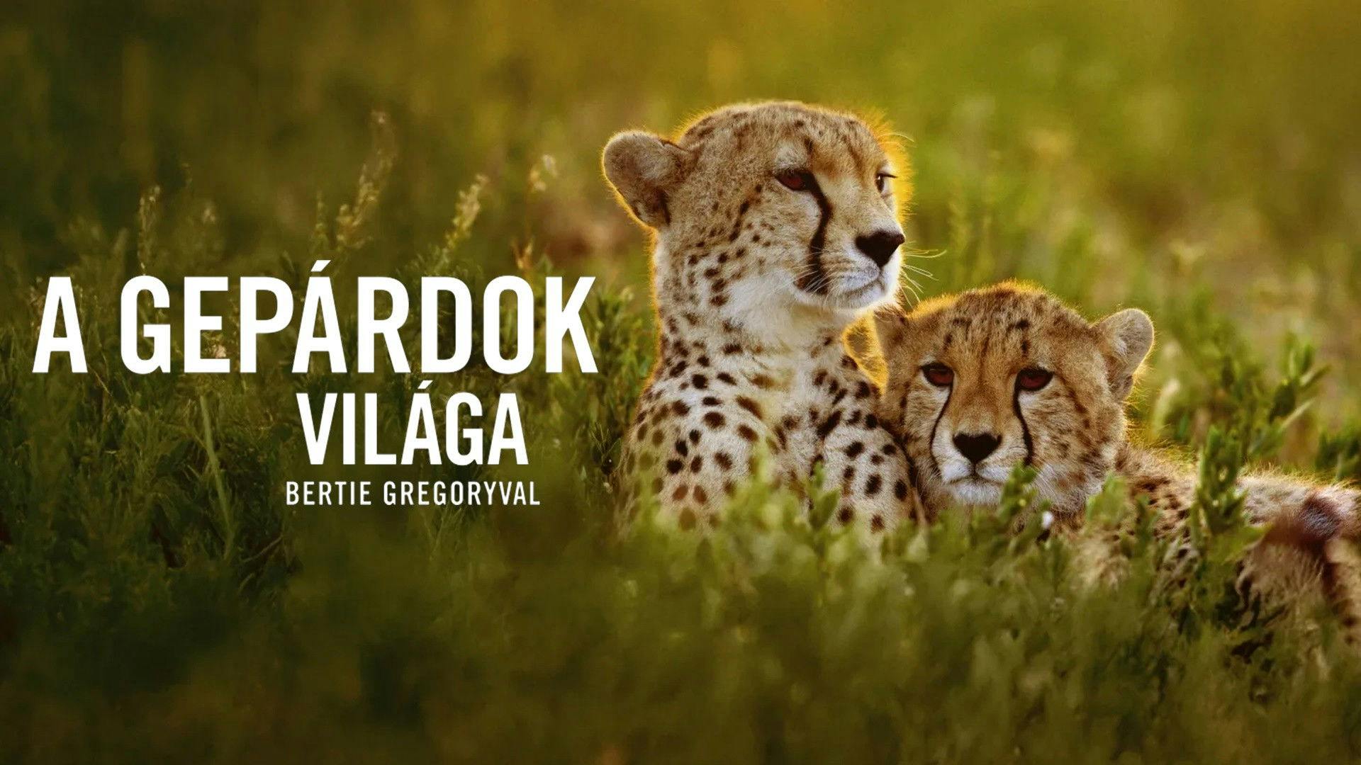 Chitas de Perto com Bertie Gregory backdrop