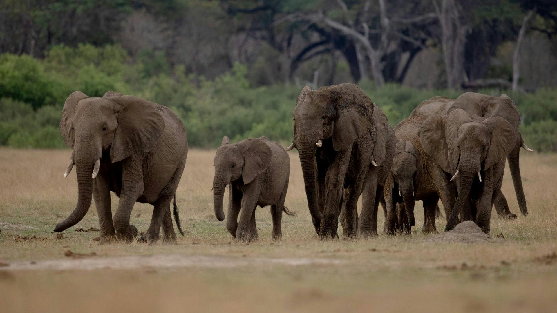 Gladiadores da Natureza backdrop