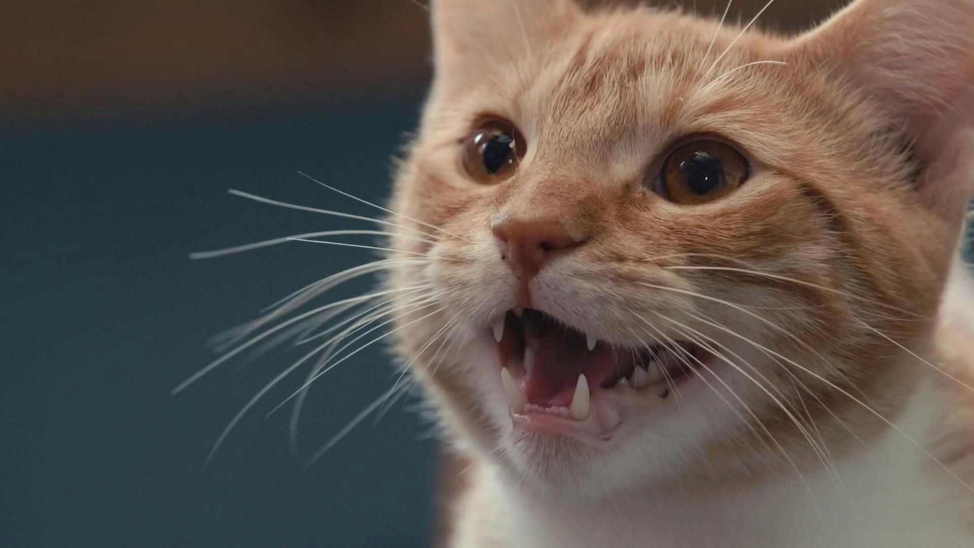 Dentro da Mente de um Gato backdrop