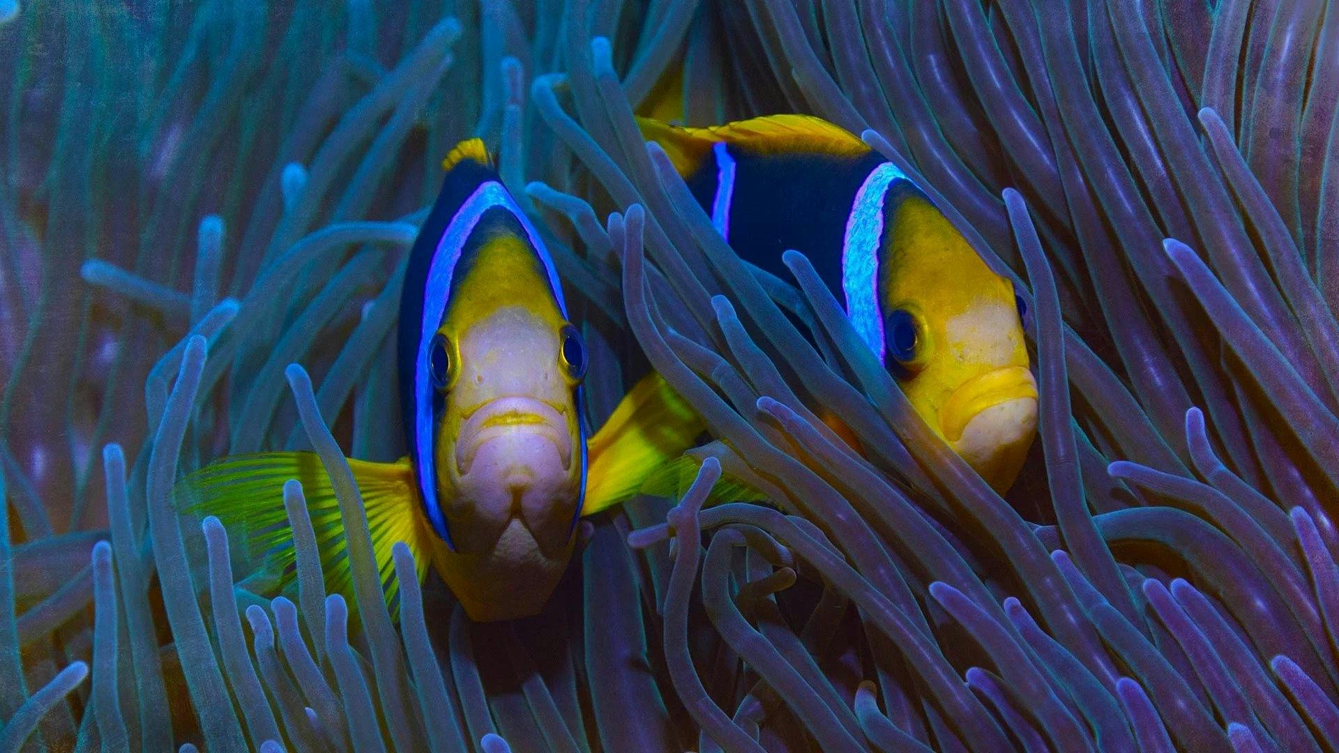 Protegendo o Paraíso: A História de Niue backdrop