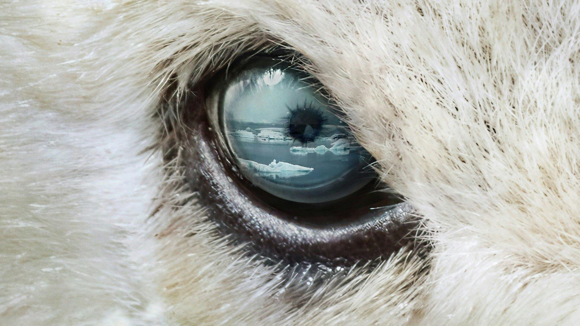 Predadores do Mundo Animal - episódio 1x2