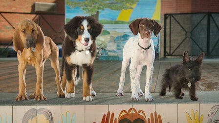 Supercães - episódio 1x1