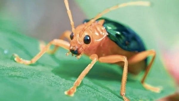 Pequenos Gigantes da Natureza - episódio 1x9