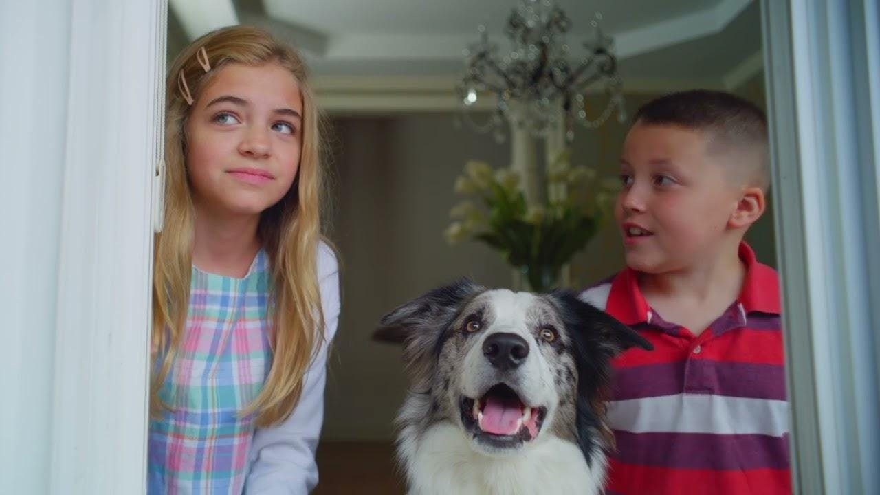 Uma Equipe Boa pra Cachorro assista online