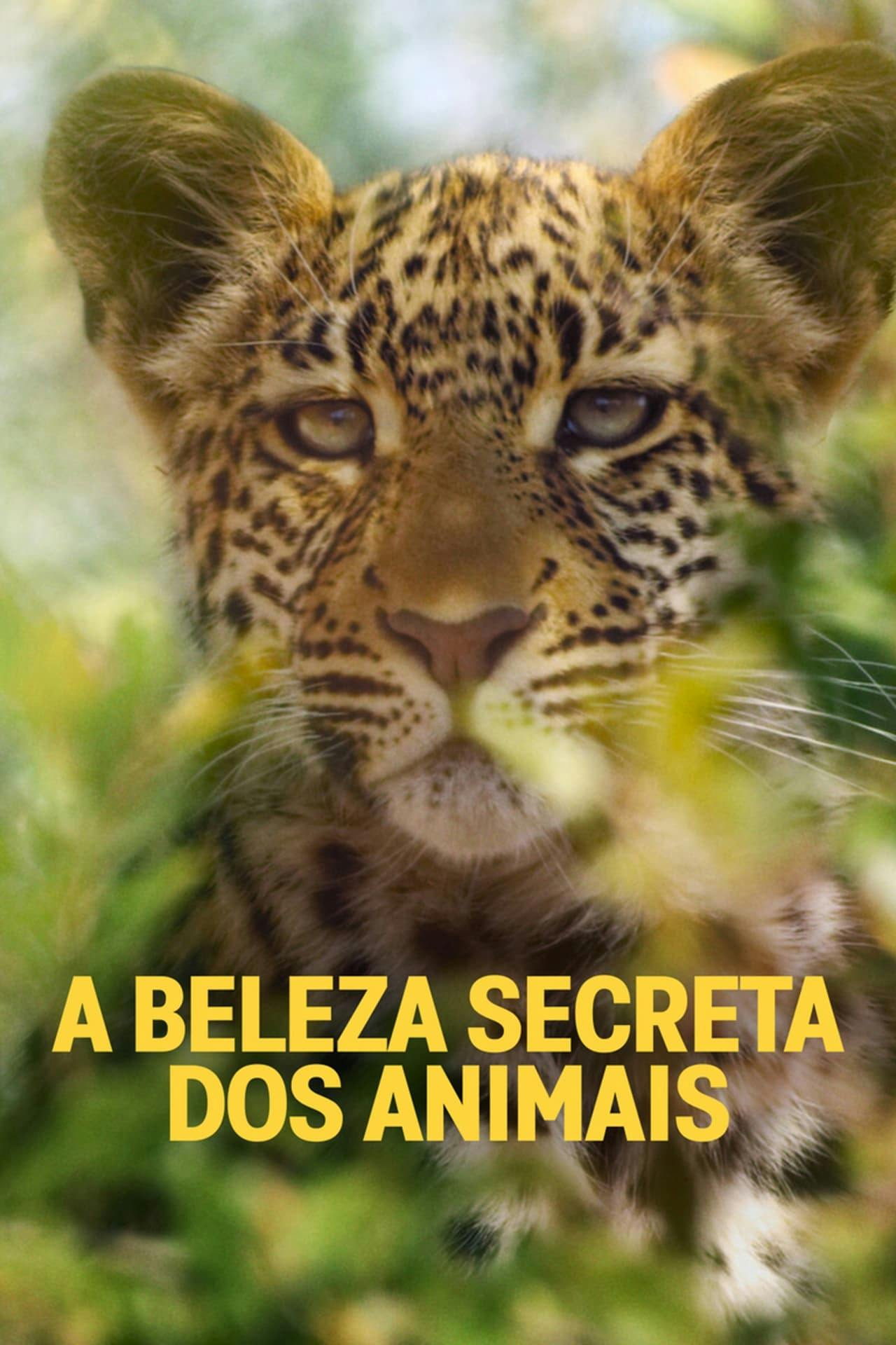 Assistir A Beleza Secreta dos Animais Online em HD