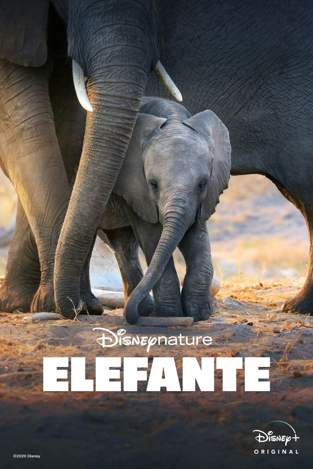 Assistir Elefante Online em HD