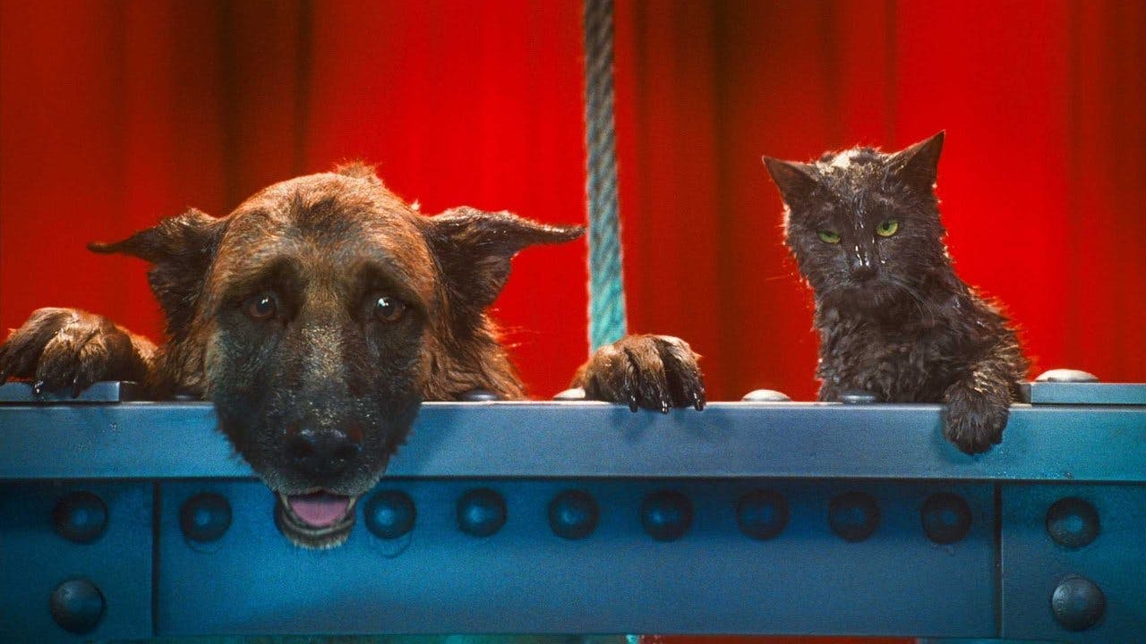 Como Cães e Gatos 2: A Vingança de Kitty Galore