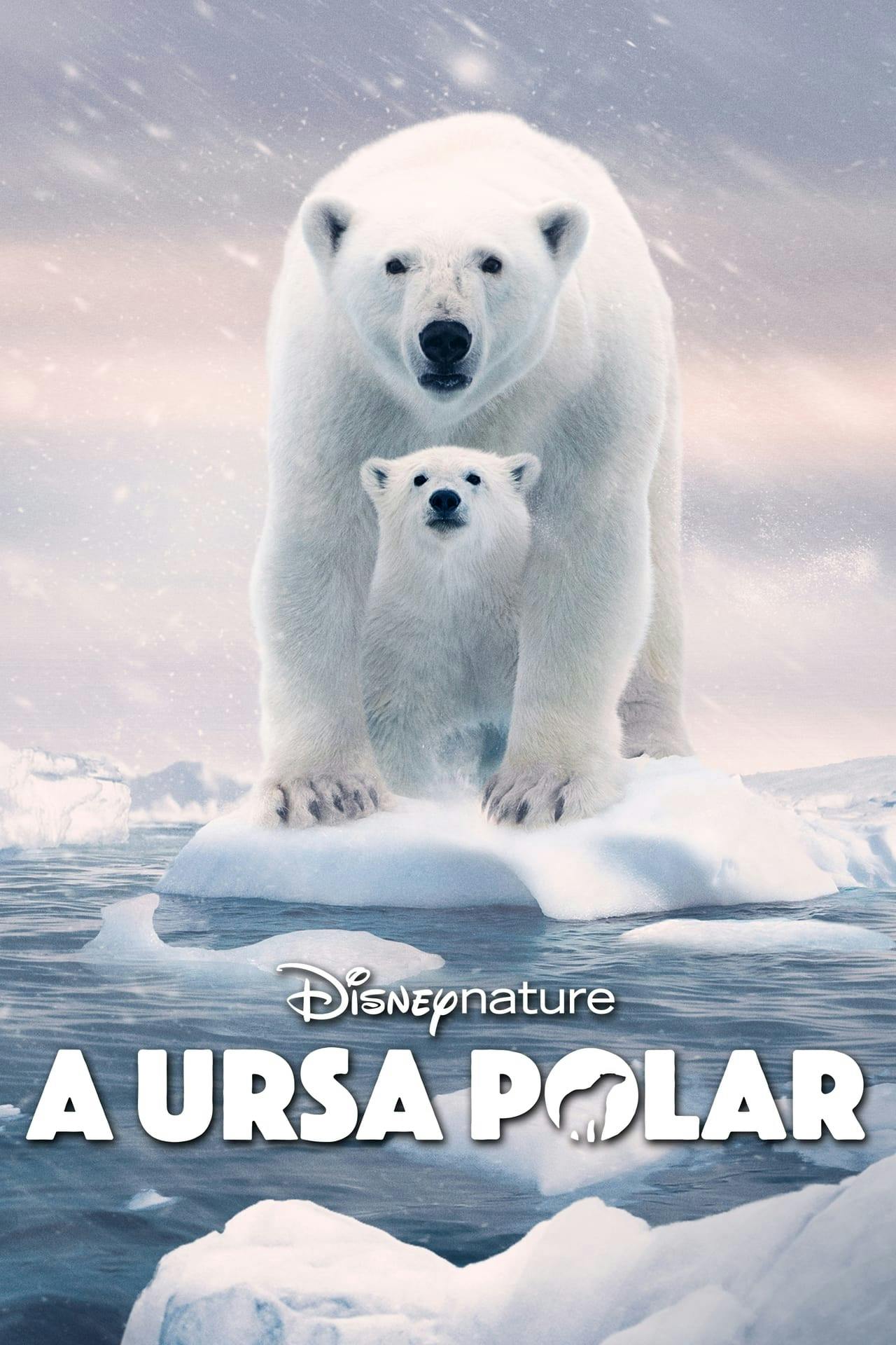 Assistir A Ursa Polar Online em HD