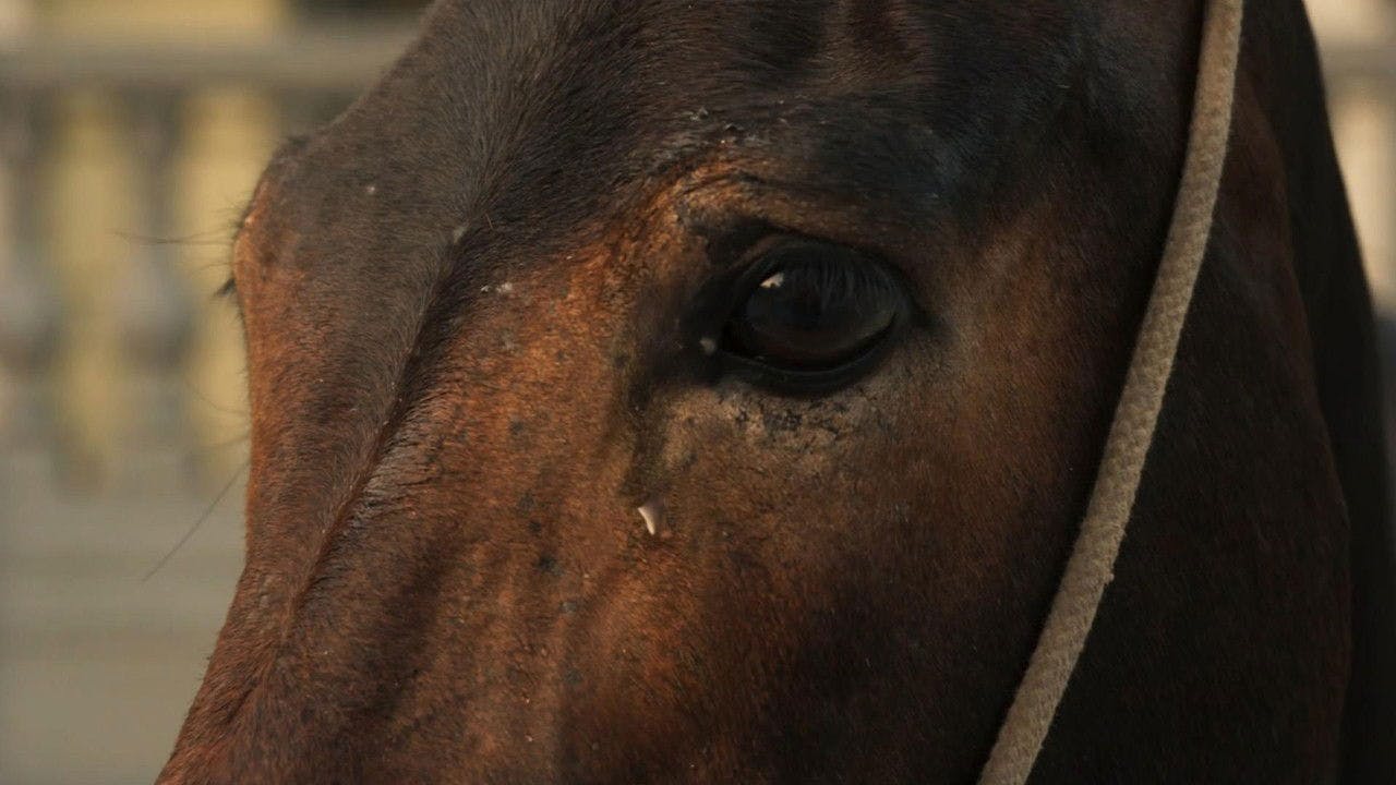 assista ao episódio 130 da temporada 1