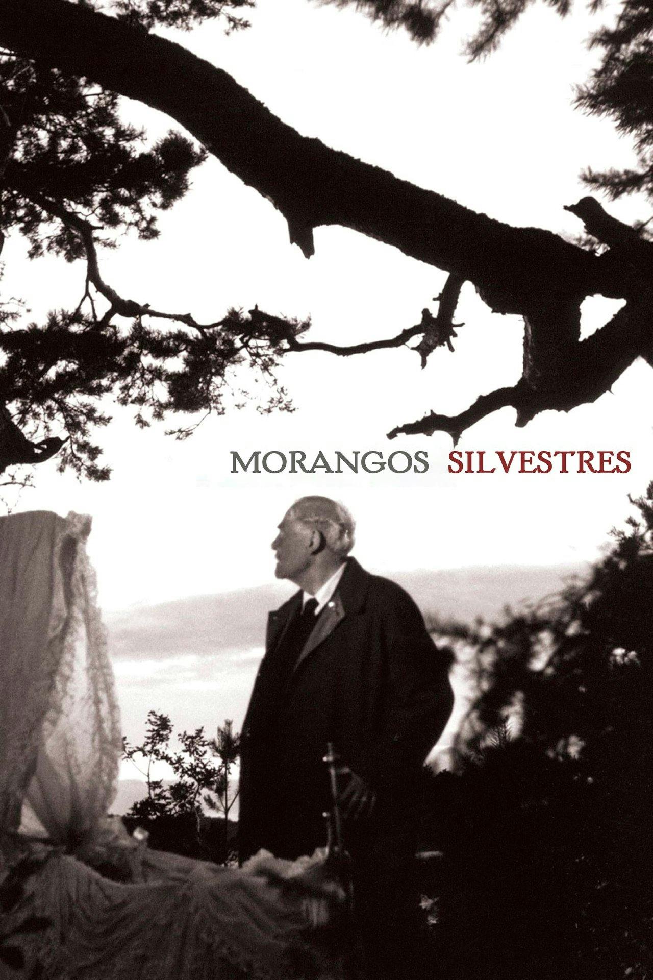 Assistir Morangos Silvestres Online em HD