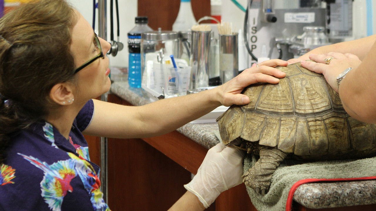 assista ao episódio 2 da temporada 1