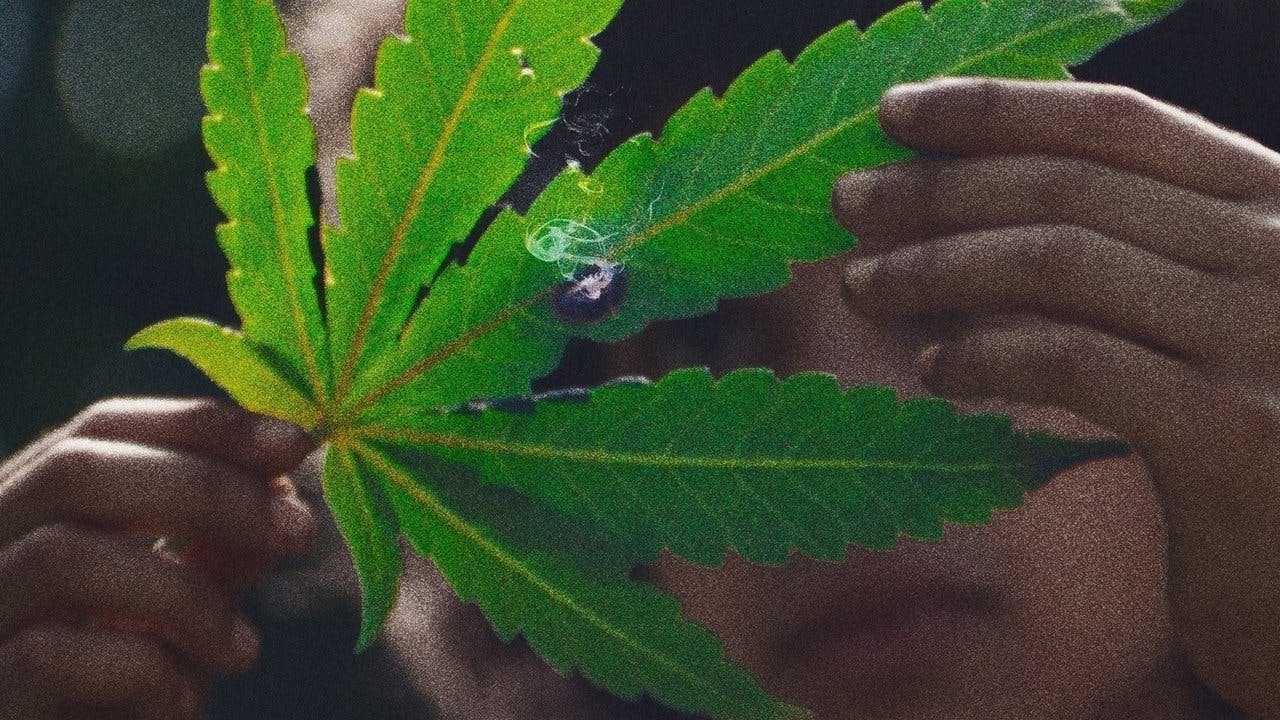 Grassland assista online