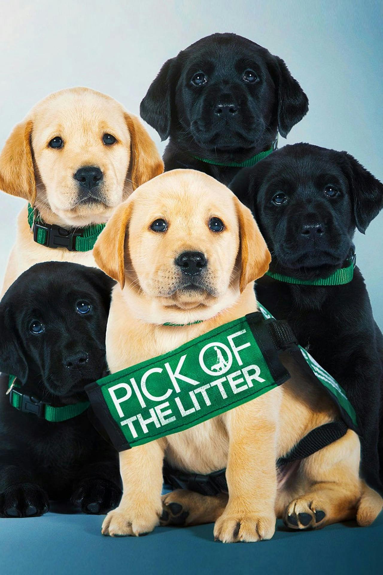 Assistir Pick of the Litter Online em HD