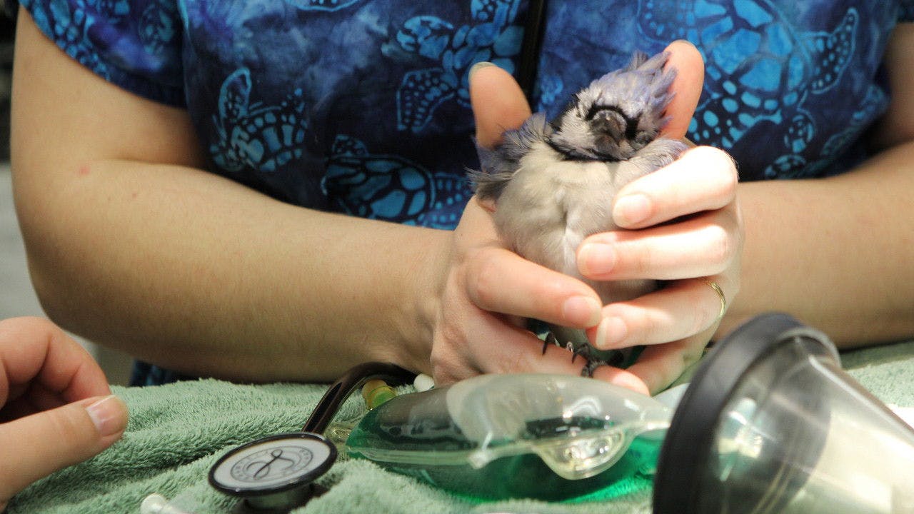 assista ao episódio 6 da temporada 1