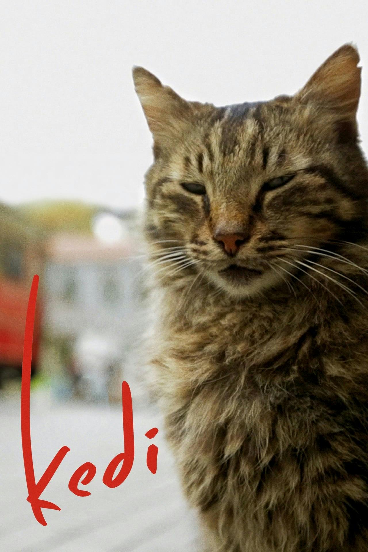 Assistir Nove vidas: Gatos em Istambul Online em HD